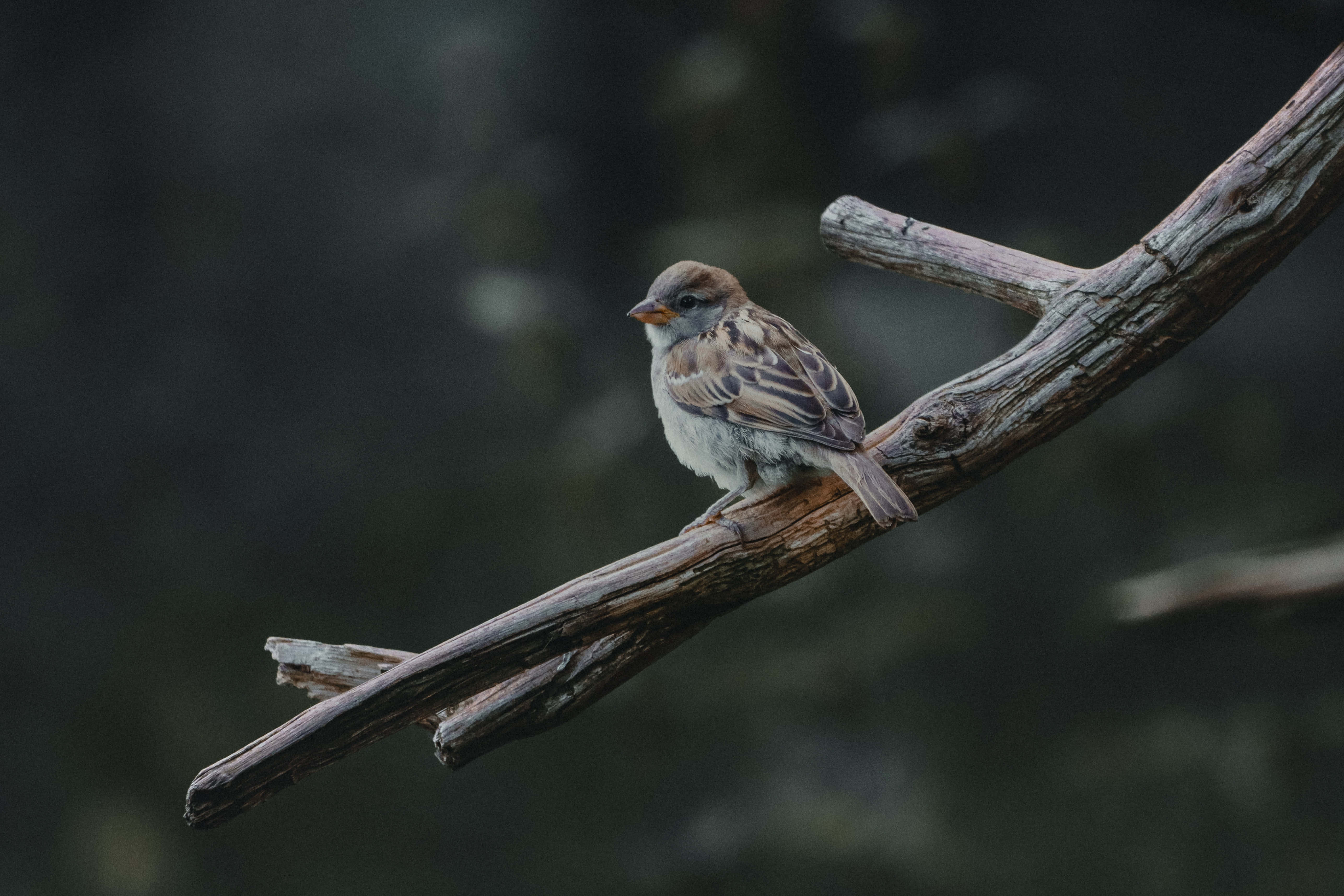 sparrow 桌布 壁紙 — 一隻棕色小鳥平靜地棲息在風化的樹枝上，背景是柔和模糊的森林。