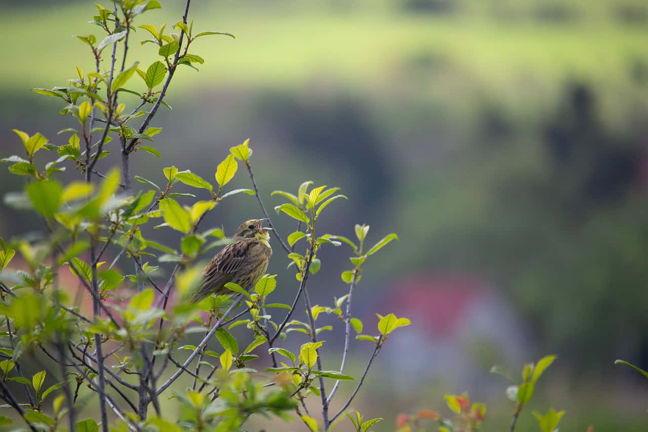 Yellowhammer 桌布 壁紙 — 一隻棕色小鳥棲息在樹枝上，周圍是新鮮的綠葉，背景是模糊的田園風光。