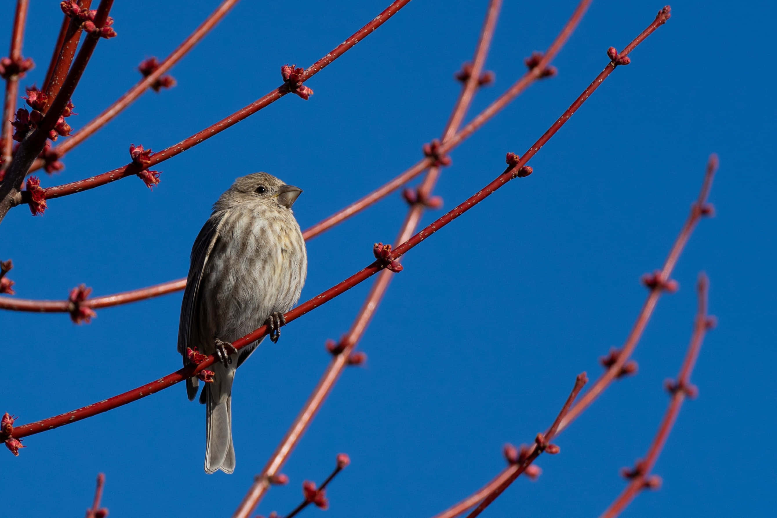 sparrow 桌布 壁紙 — 一隻棕色小鳥棲息在鮮紅色的樹枝上，背景是清澈的藍天。