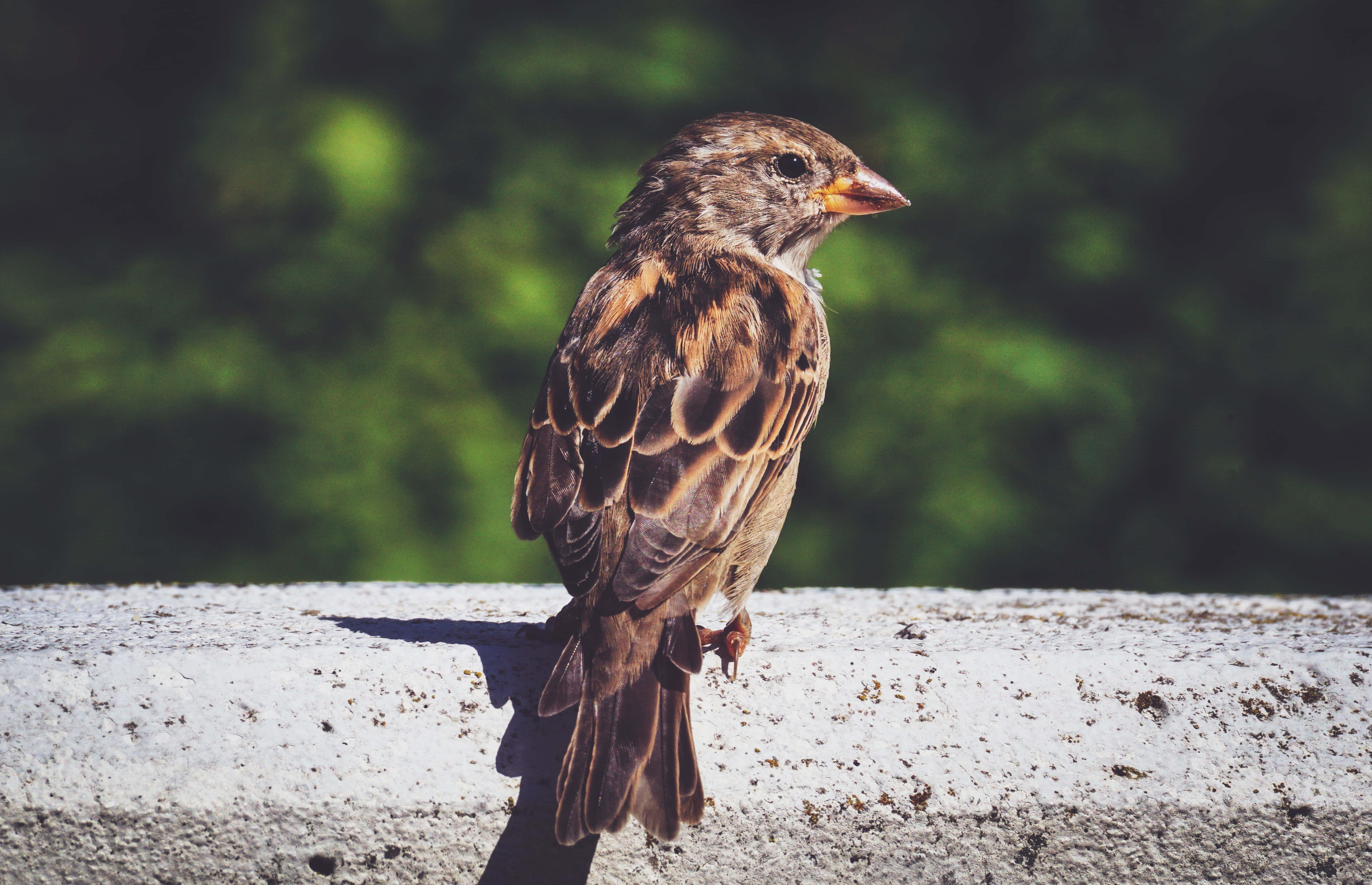 sparrow 桌布 壁紙 — 一隻棕色小麻雀警覺地棲息在風化的混凝土邊緣上，背景是柔和的綠色模糊效果。