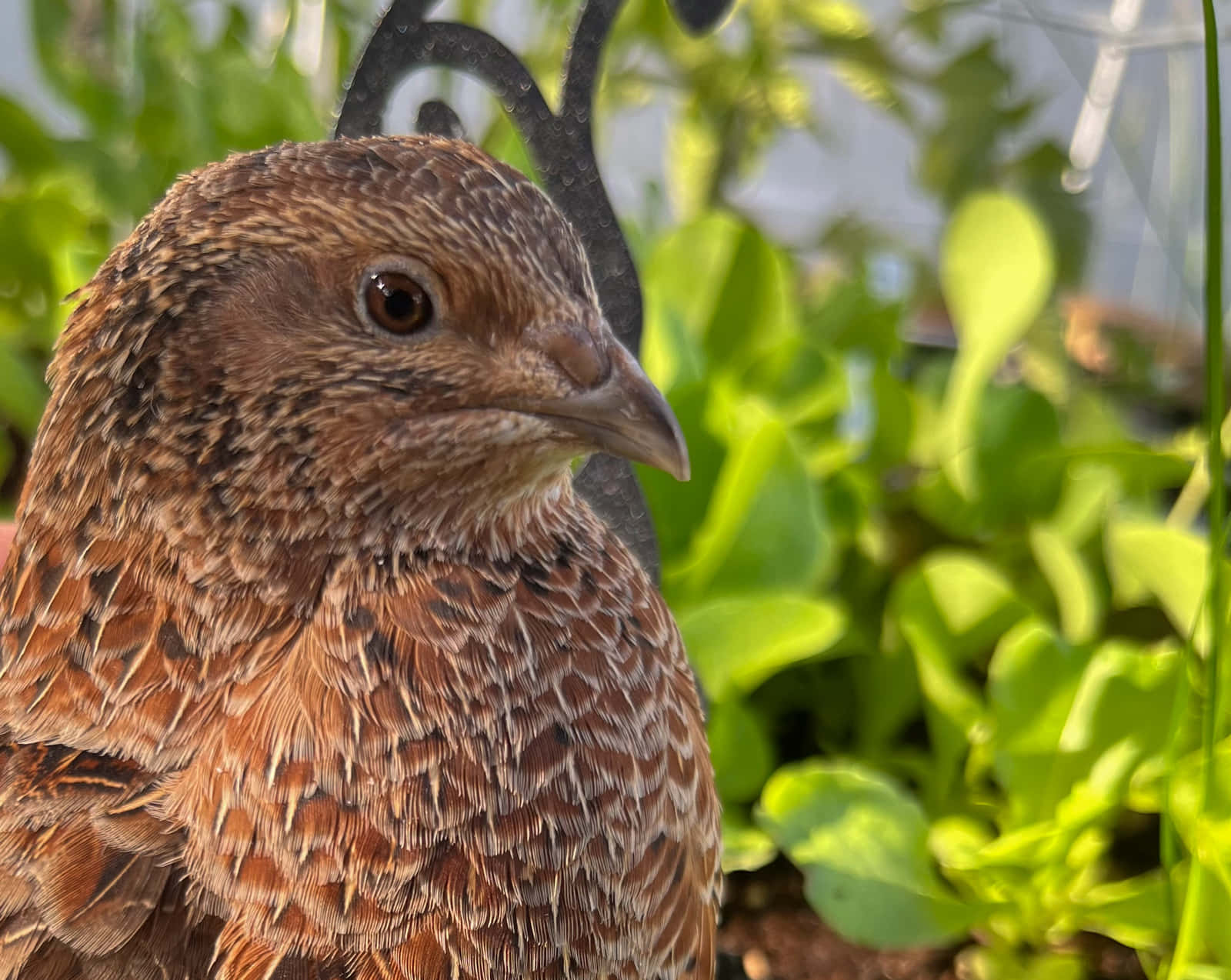 Quail 桌布 壁紙 — 一隻棕色斑點雞的特寫，羽毛細節清晰，棲息在綠色植物和黑色金屬結構附近。