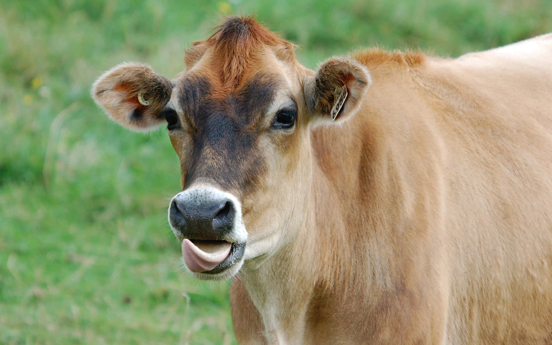 Brown Swiss Cow 桌布 壁紙 — 一隻棕色牛，黑色臉，耳朵上有標籤，在草地上舔嘴唇的特寫。