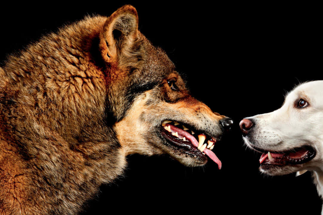 wolfdog 桌布 壁紙 — 一隻棕色狼和一隻白色狗在黑色背景前張開嘴巴面對面的特寫。