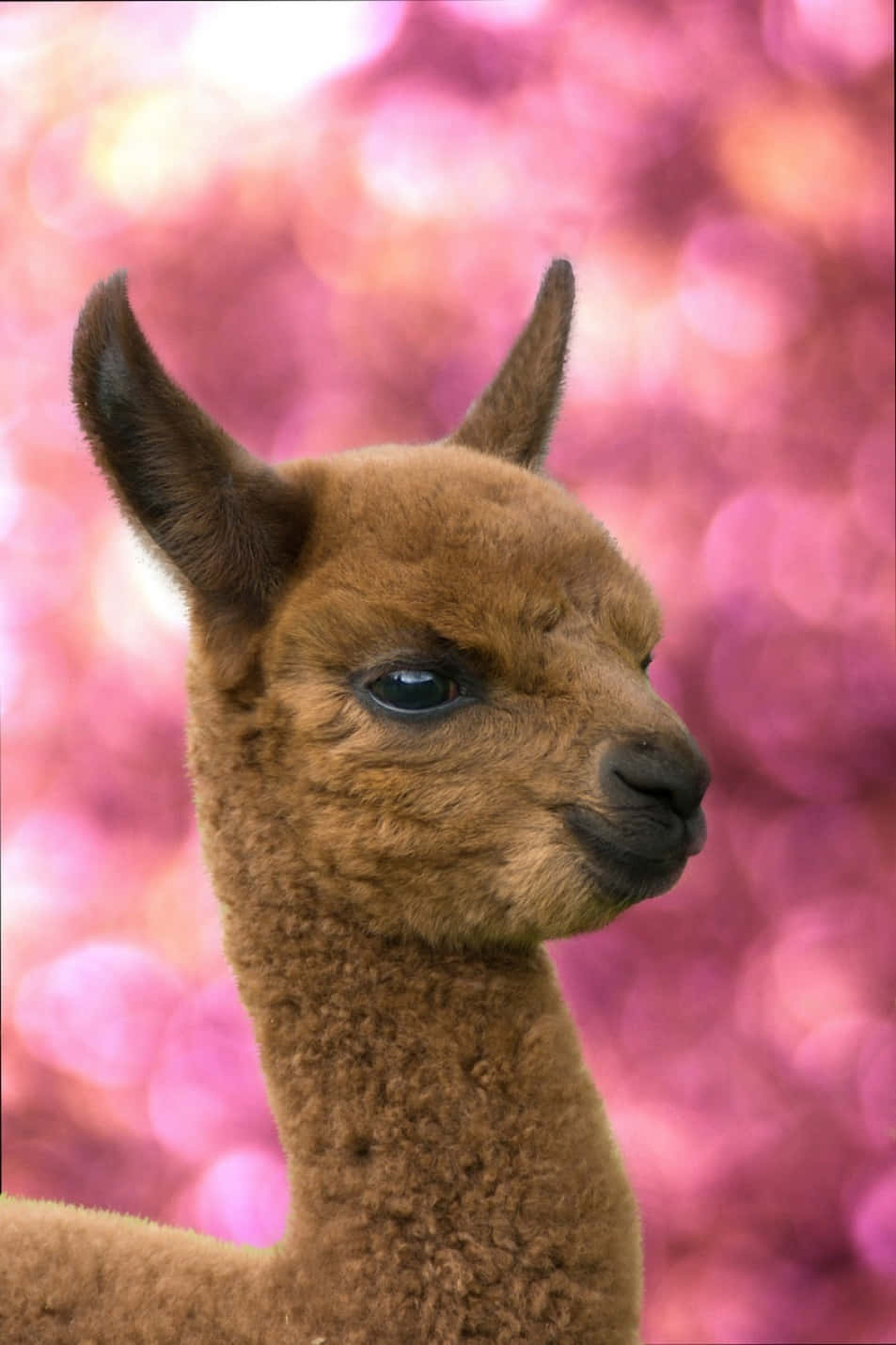 Alpaca 桌布 壁紙 — 一隻棕色羊駝的特寫，毛髮柔軟，眼睛深邃，背景是夢幻的粉紅色散景。