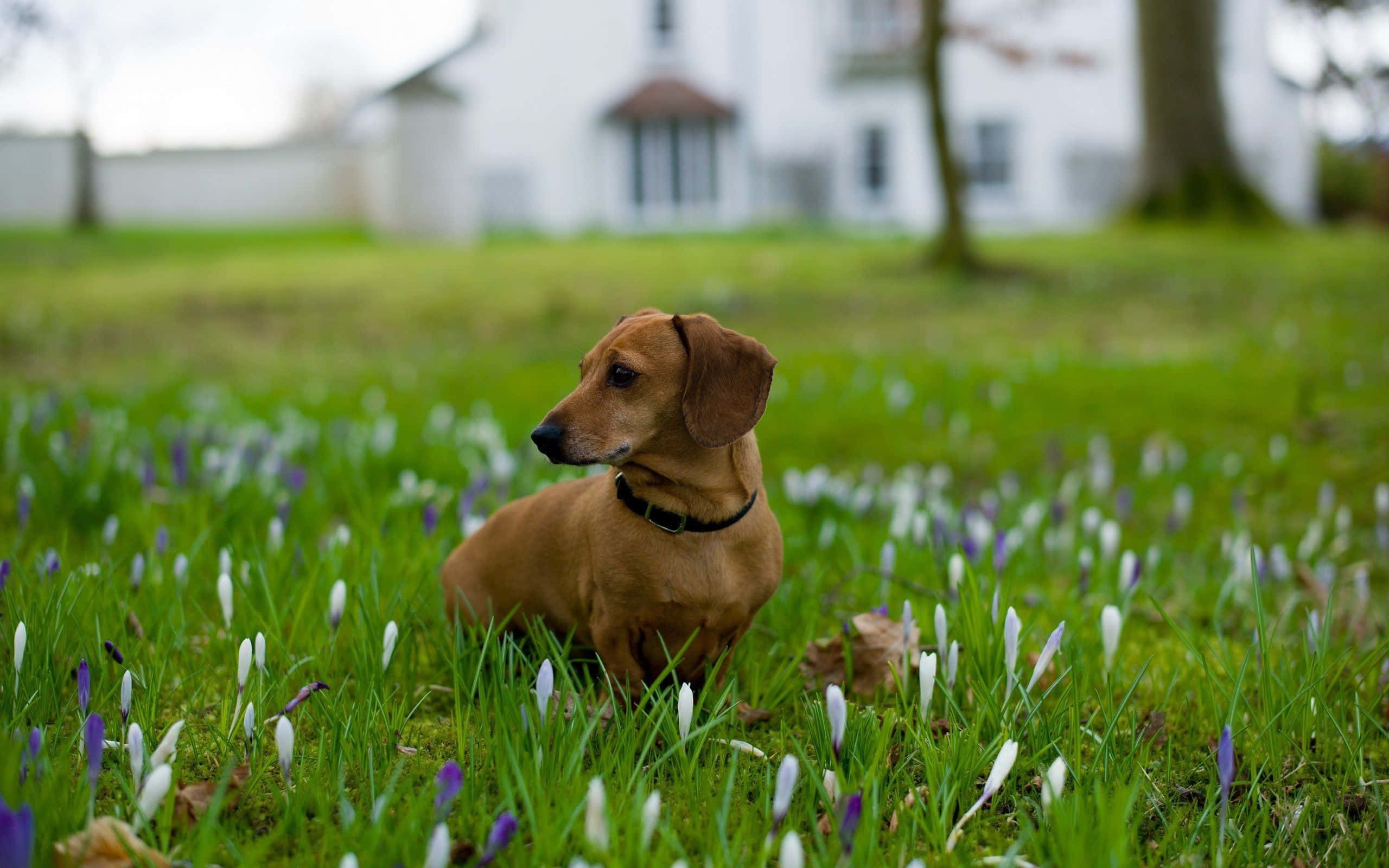 dachshund 桌布 壁紙 — 一隻棕色臘腸犬平靜地坐在草地上，草地上點綴著白色和紫色的番紅花。