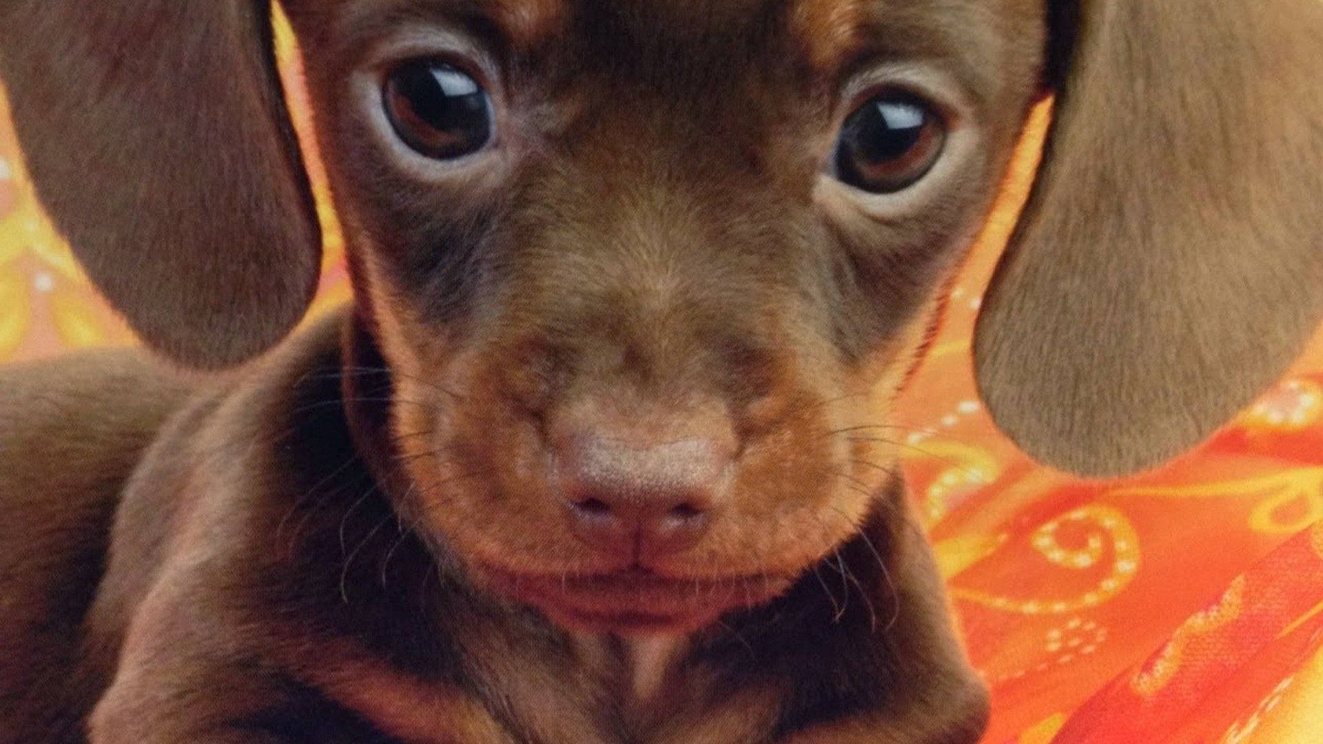 狗 桌布 壁紙 — 一隻棕色臘腸犬幼犬的大特寫，牠有著一雙充滿靈魂的大眼睛，在鮮豔的橙色圖案背景前直視鏡頭。