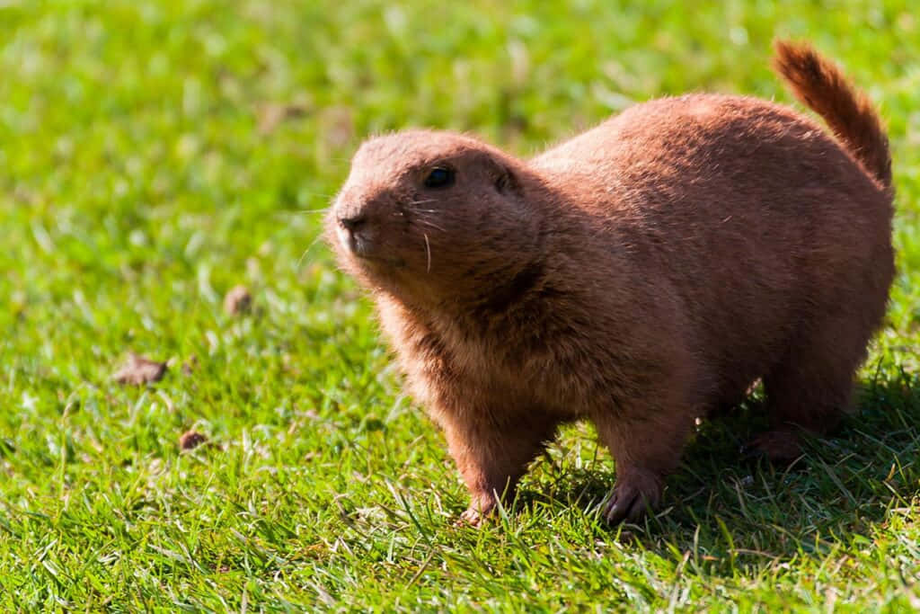 Gopher 桌布 壁紙 — 一隻棕色草原犬鼠在明亮的陽光下警覺地站在充滿活力的綠色草地上。
