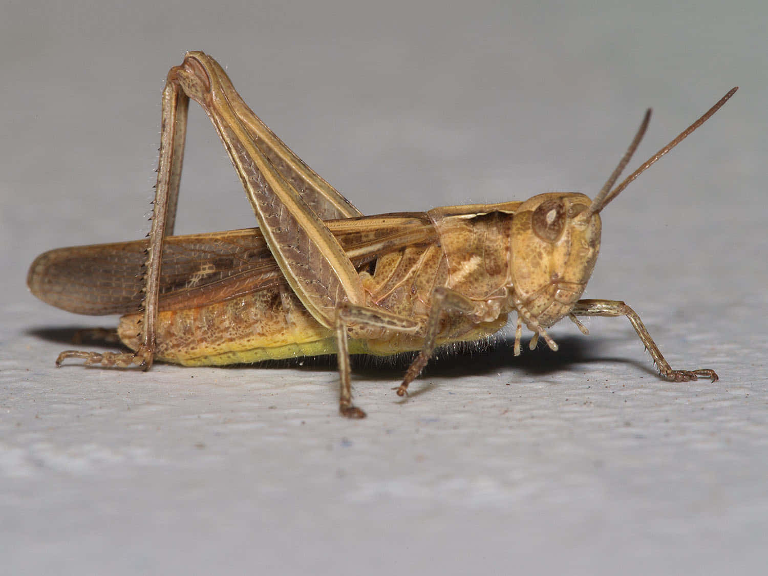 Grasshopper 桌布 壁紙 — 一隻棕色蚱蜢嘅特寫相，有長觸角同摺起嘅翼，喺淺灰色表面上休息。