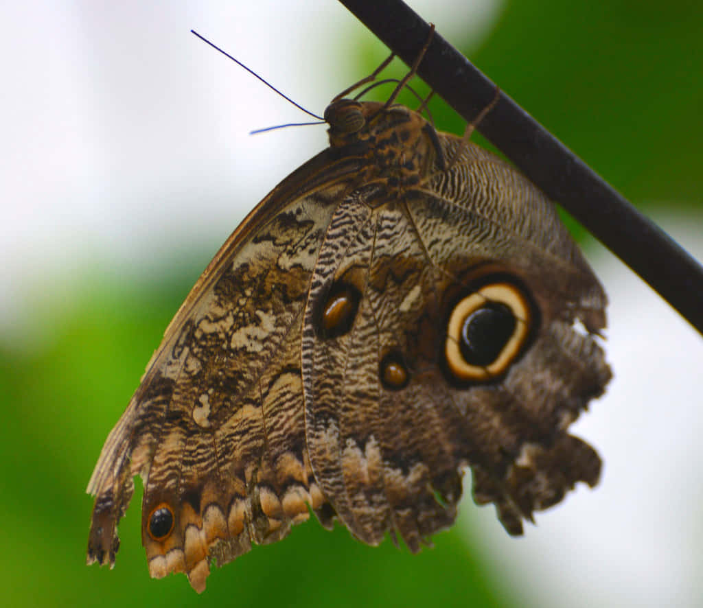 Butterfly Zoo 桌布 壁紙 — 一隻棕色貓頭鷹蝴蝶的特寫，帶有眼狀斑點，棲息在深色樹枝上，背景是柔和的綠色。