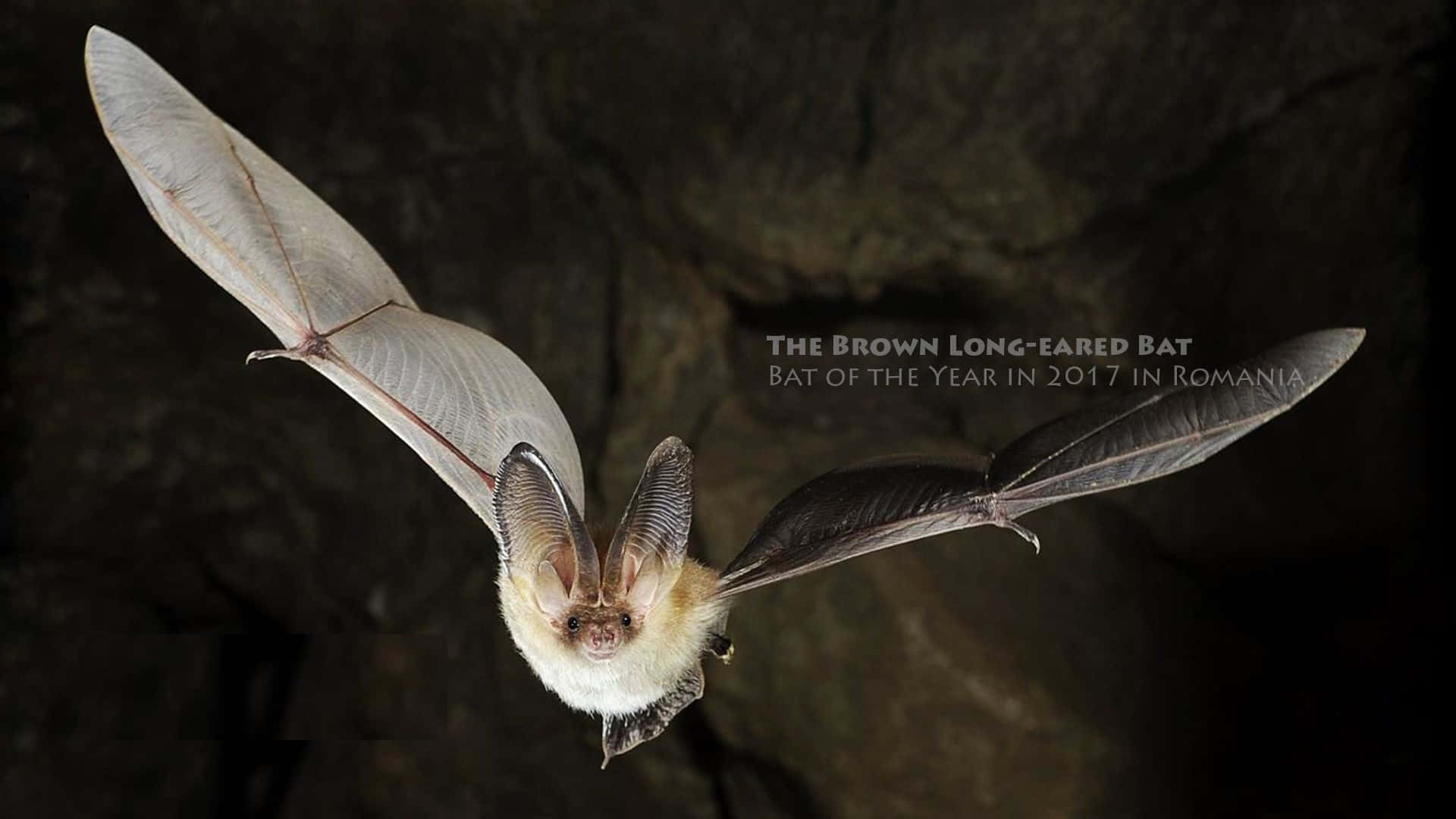 bat 桌布 壁紙 — 一隻棕色長耳蝙蝠在黑暗的洞穴牆壁前翱翔，翅膀半透明，被聚焦的光線照亮。