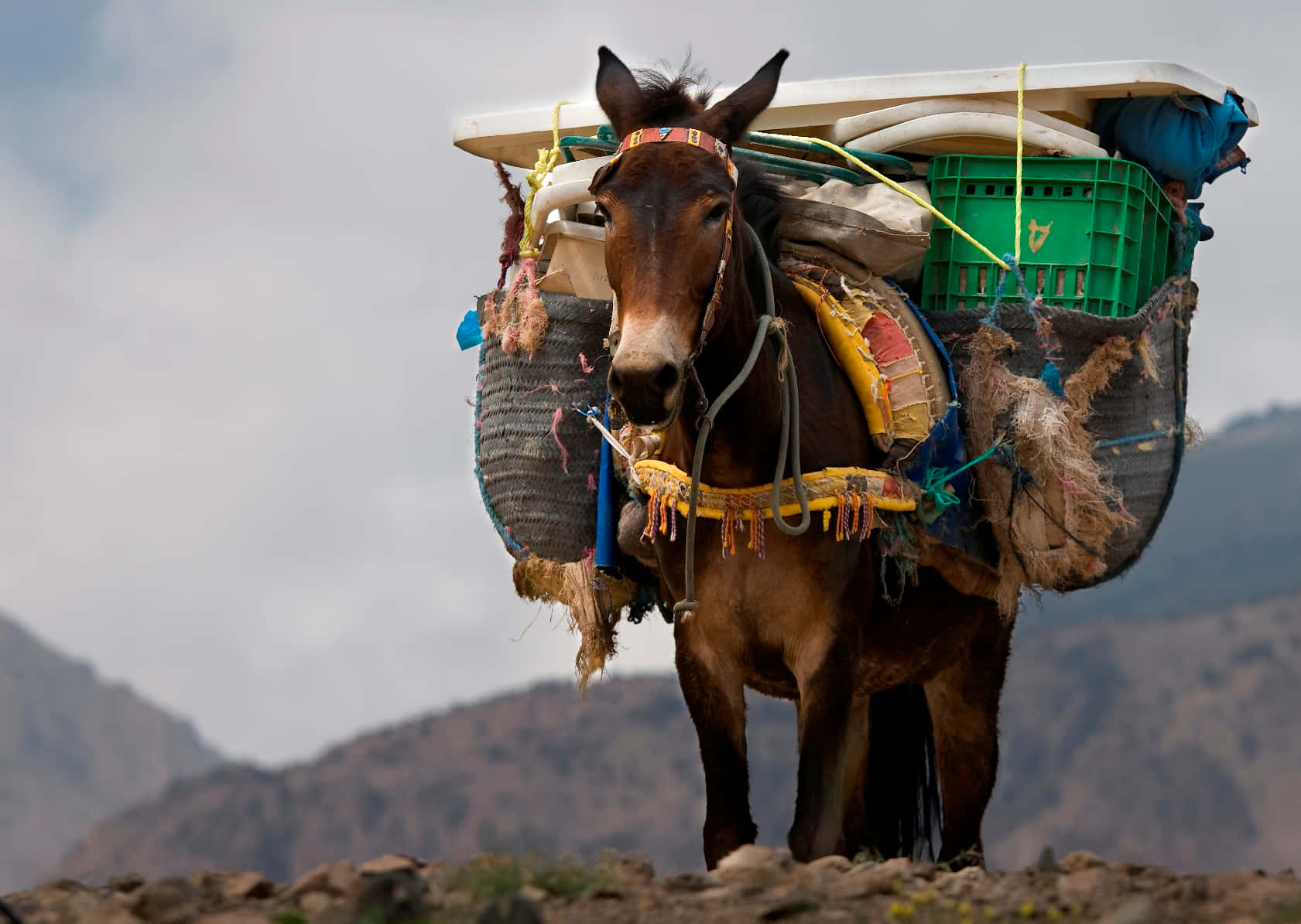 Mule 桌布 壁紙 — 一隻棕色騾子站在岩石小徑上，背負著沉重的板條箱和麻袋，背景是陰天下的遠山。