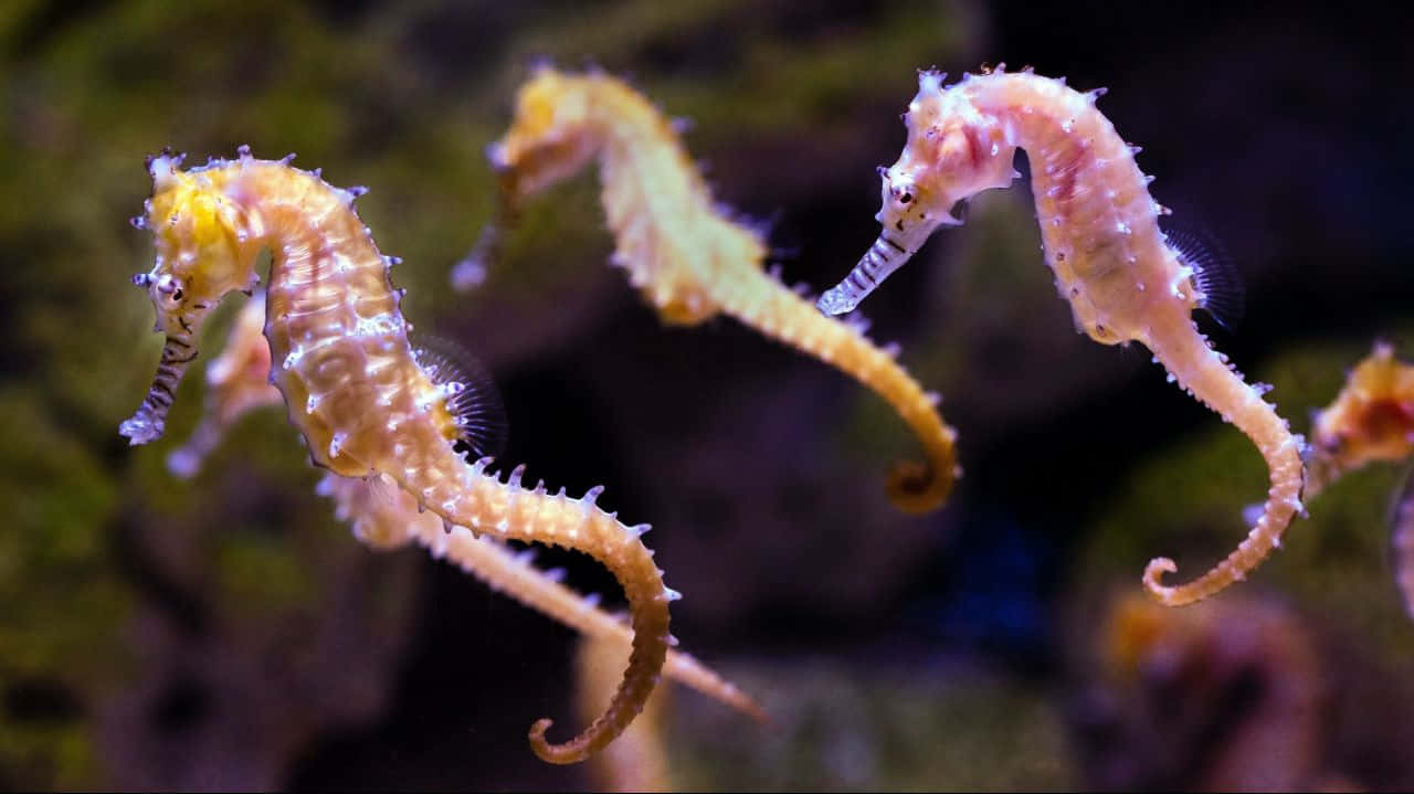 三隻海馬在帶有模糊背景的綠色海水中優雅地游泳。