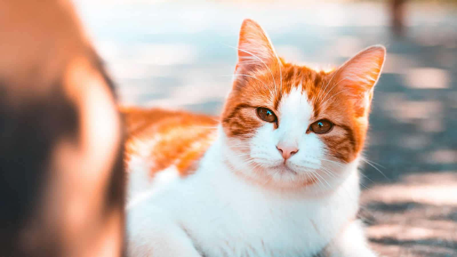Manx Cat 桌布 壁紙 — 一隻橙色和白色的貓咪，毛髮柔軟，眼神溫柔，在戶外直視鏡頭的特寫。