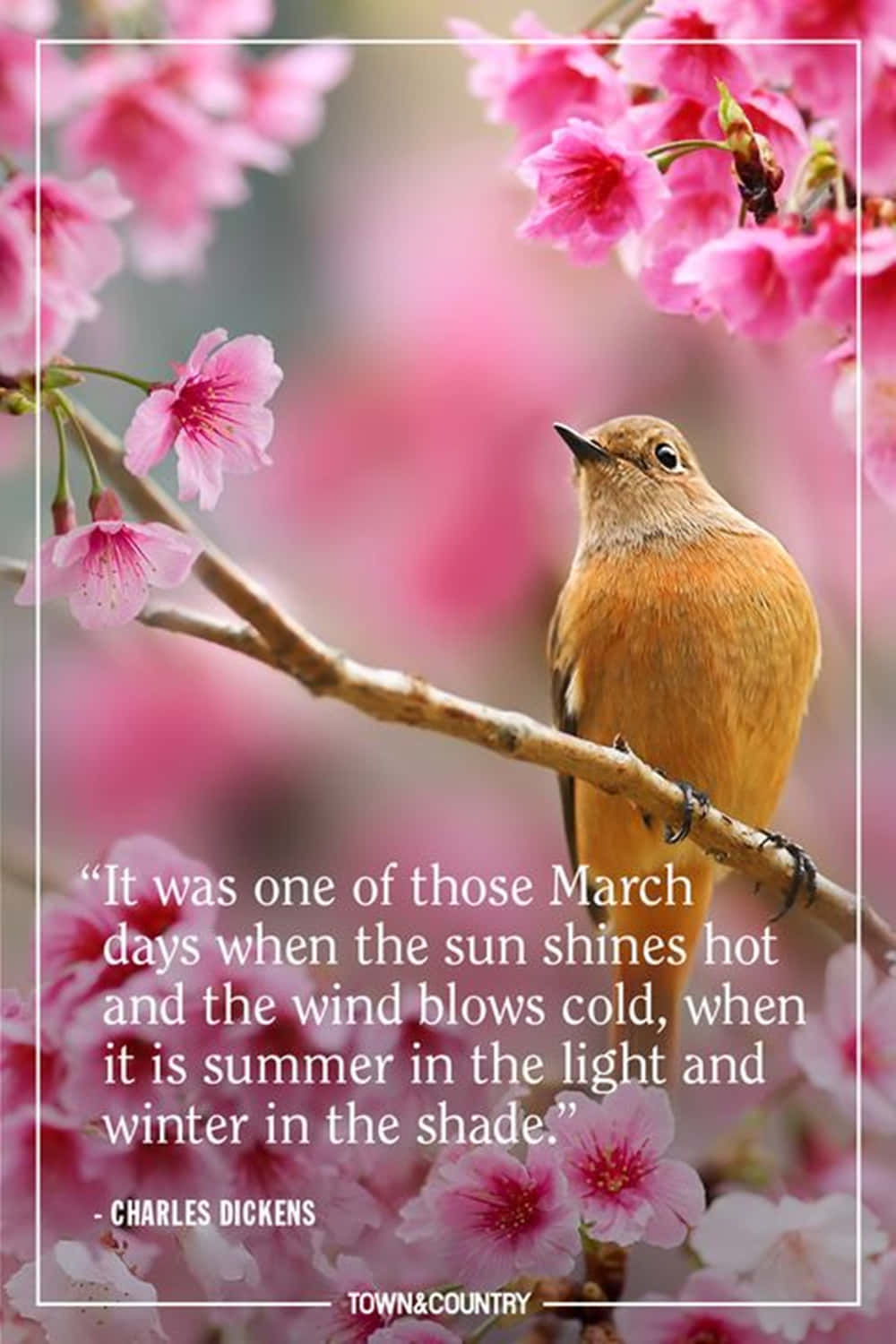 Spring Quotes 桌布 壁紙 — 一隻橙色小鳥棲息在樹枝上，周圍是柔和的粉紅色櫻花，並疊加了一句名言。