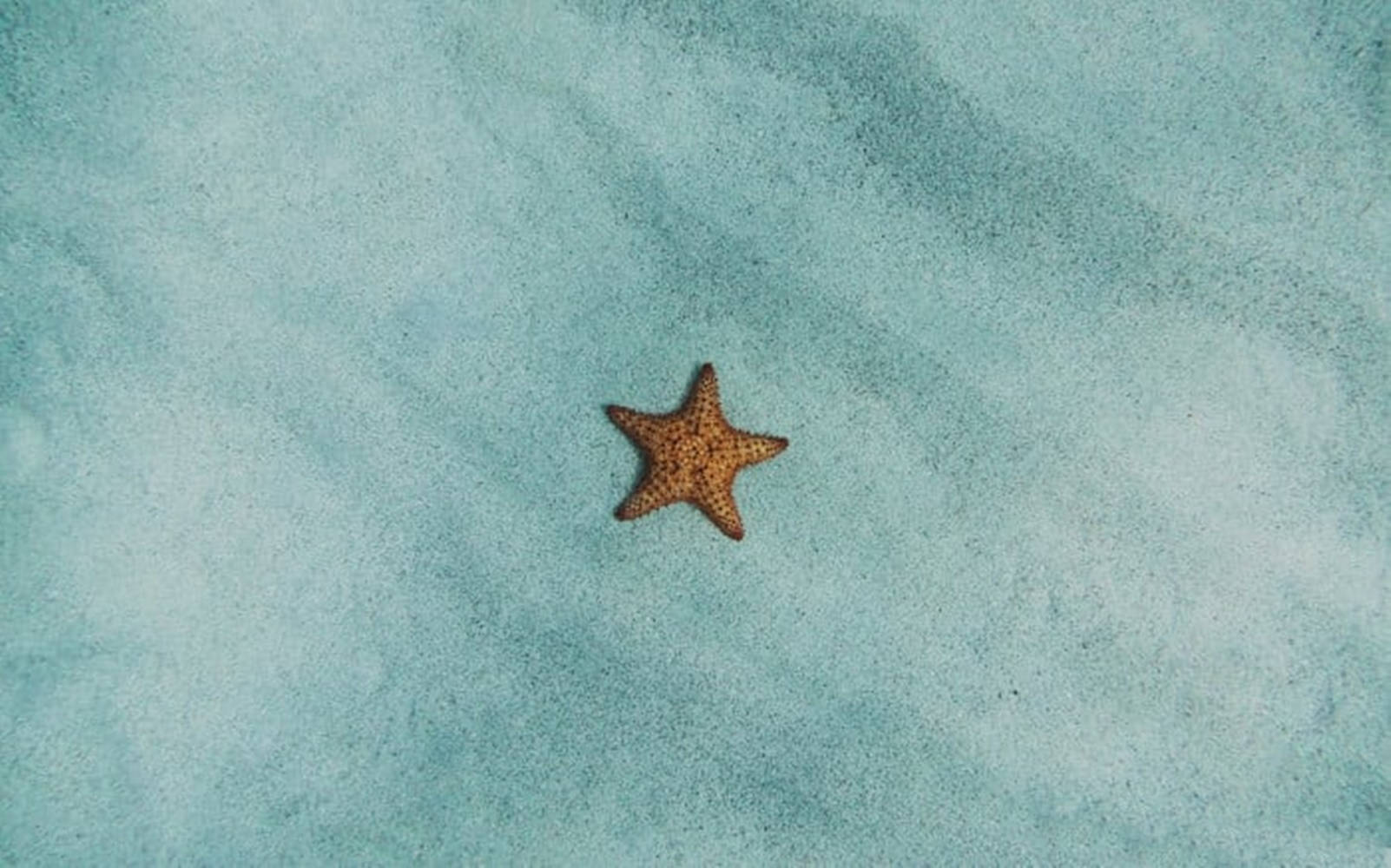 Starfish 桌布 壁紙 — 一隻橙色海星在寧靜的海灘場景中，躺在有紋理的綠松石色沙子上。
