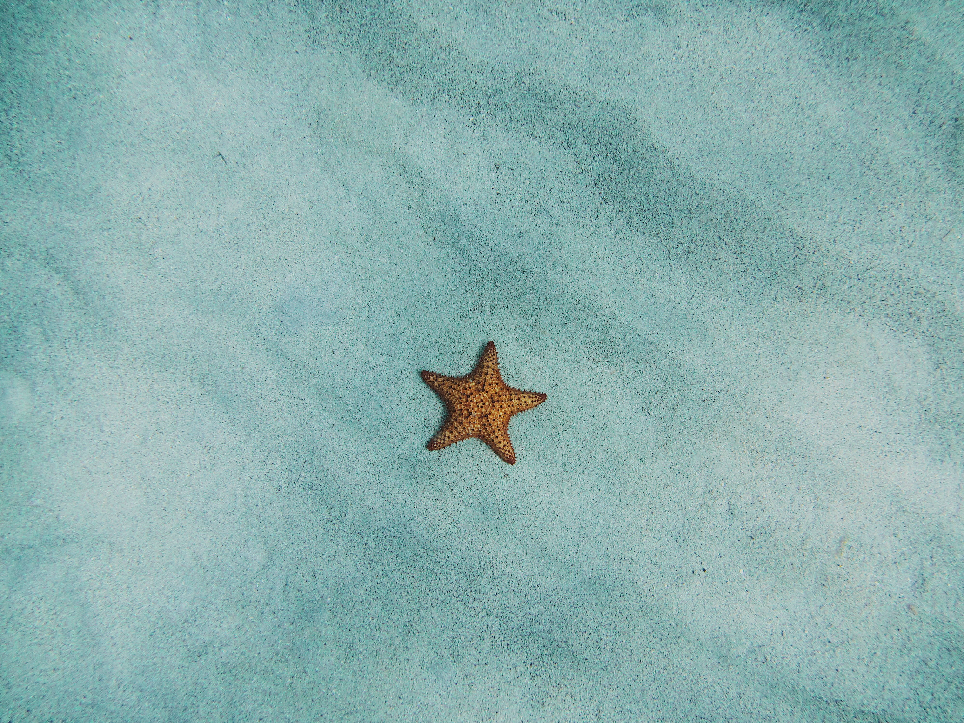 Minimal Starfish Google Meet Background 壁紙 — 一隻橙色海星在柔和的自然光下，躺在有紋理的綠松色沙子上。
