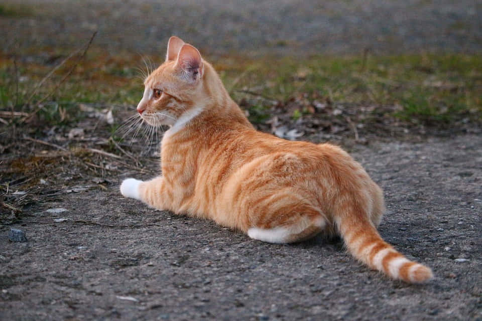 Red Cat 桌布 壁紙 — 一隻橙色虎斑貓，白色爪子，警覺地躺在碎石小徑上，旁邊有草和落葉。