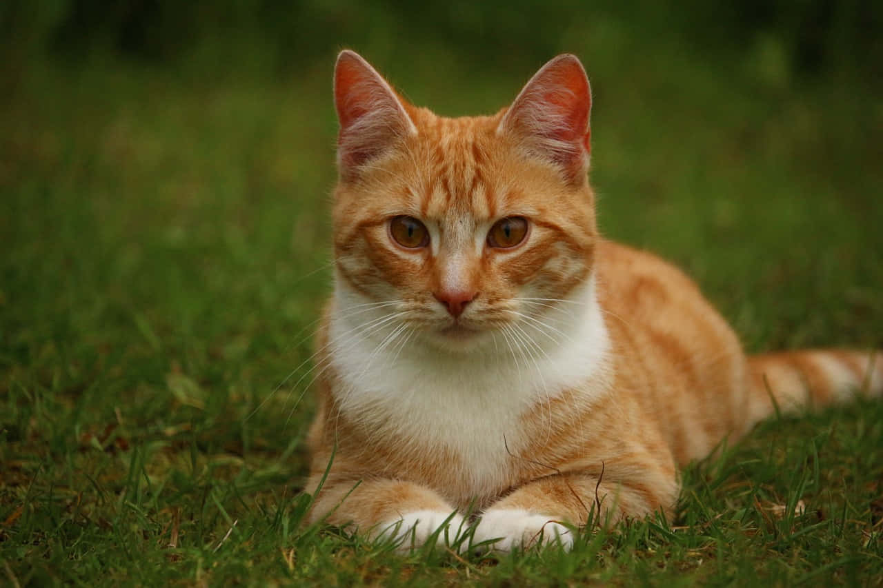 Red Cat 桌布 壁紙 — 一隻橙色虎斑貓，白色胸部和爪子，警覺地躺在鮮綠色的草地上，直視鏡頭。