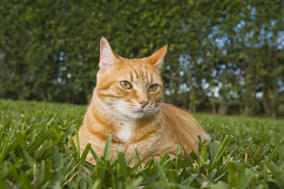 Red Cat 桌布 壁紙 — 一隻橙色虎斑貓在鮮綠色草地上放鬆，背景是模糊的樹籬，在明亮的日光下。