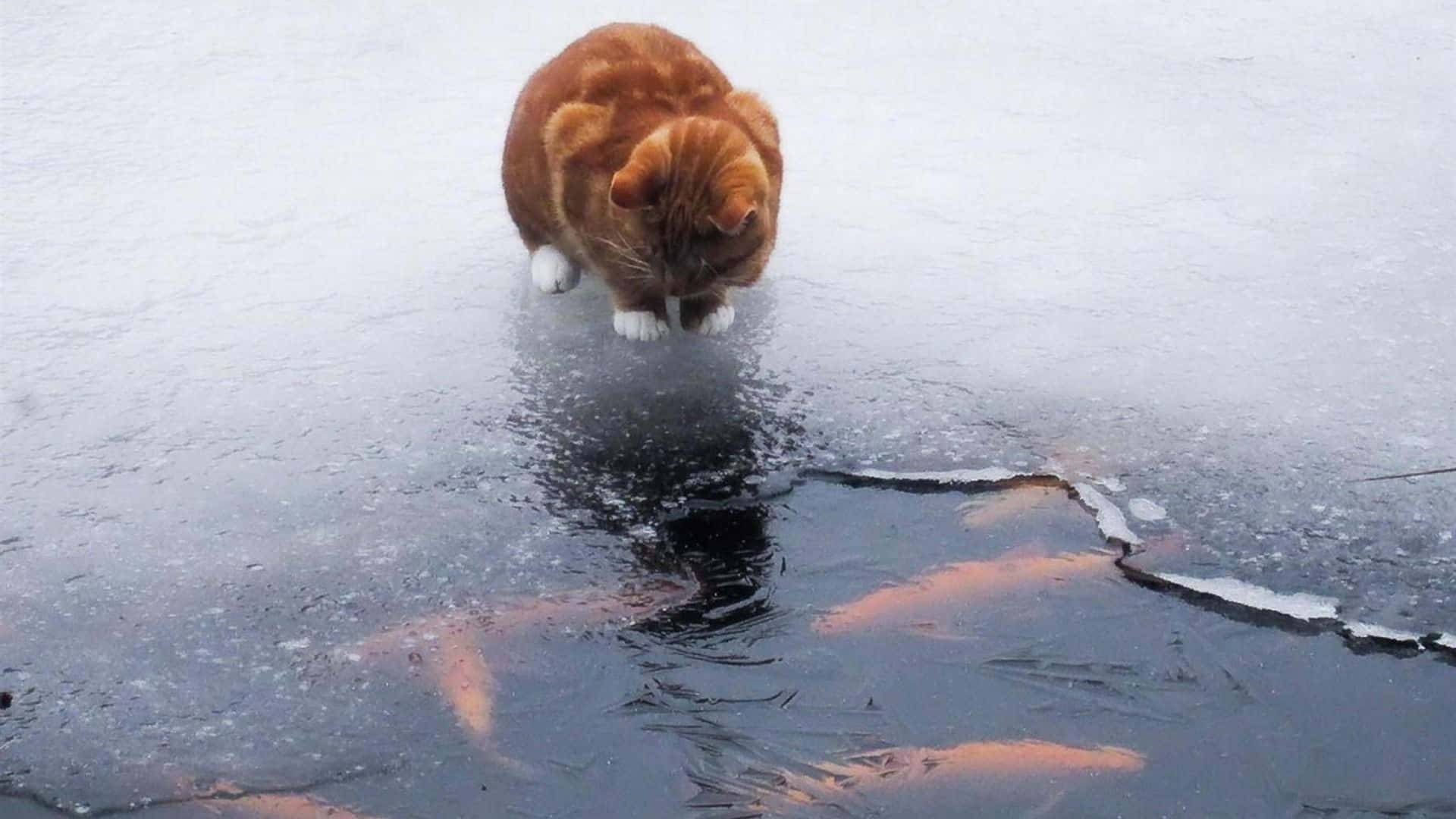 Winter Animal 桌布 壁紙 — 一隻橙色虎斑貓小心翼翼地調查一個破裂的冰洞，露出下面的深色水。
