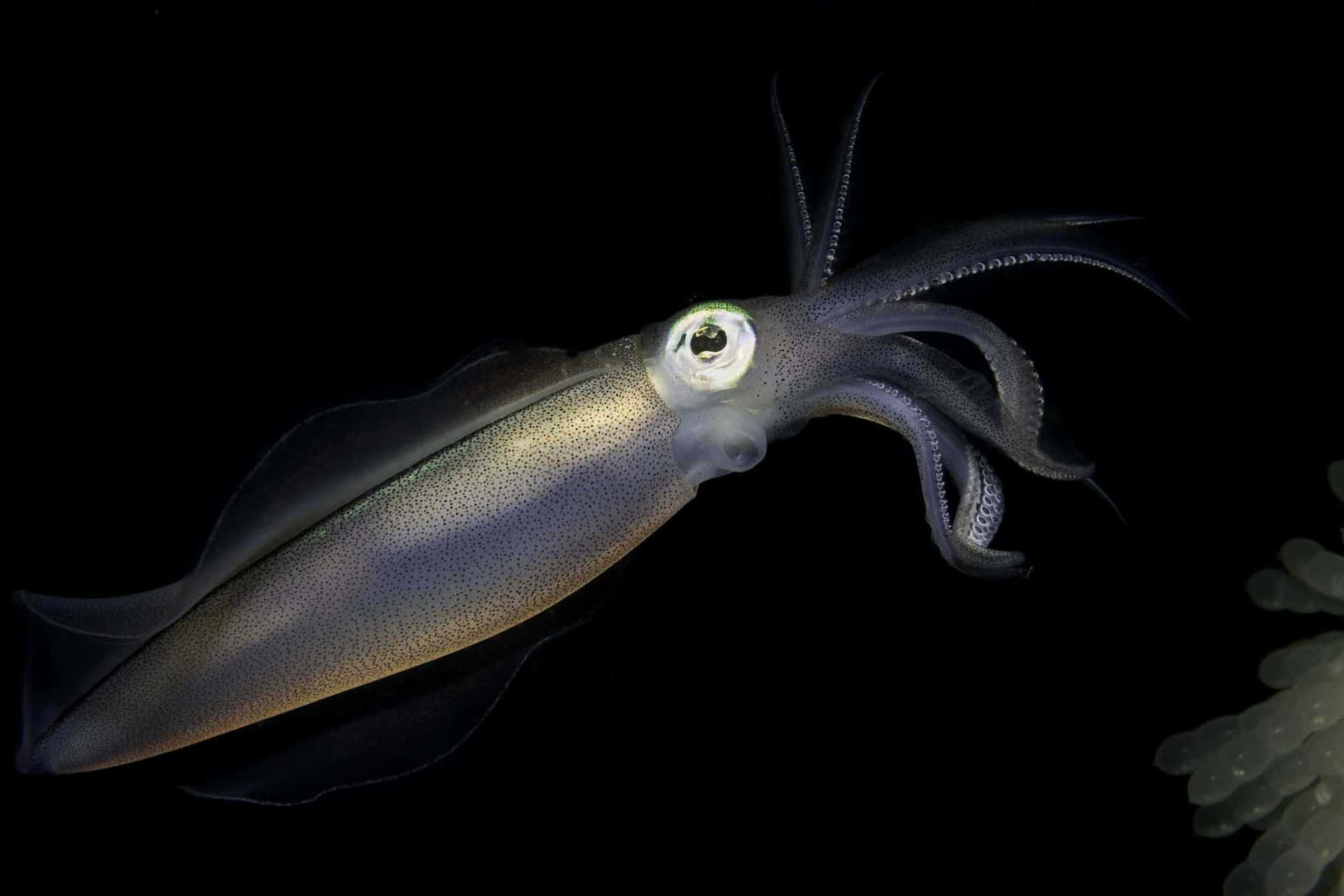 一隻眼睛發光的魷魚在黑暗的海洋中靠近珊瑚游泳。