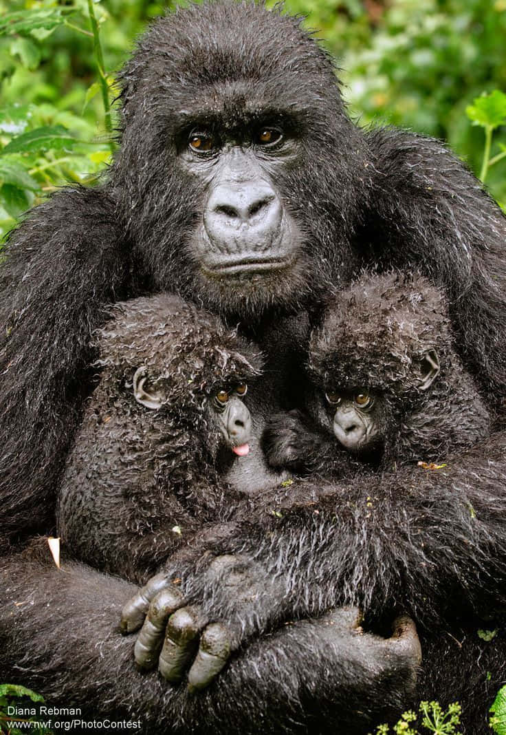 Wildlife Conservation 桌布 壁紙 — 一隻母大猩猩在寧靜的叢林環境中，懷抱著兩隻好奇的幼猩猩，周圍是茂密的綠色樹葉。