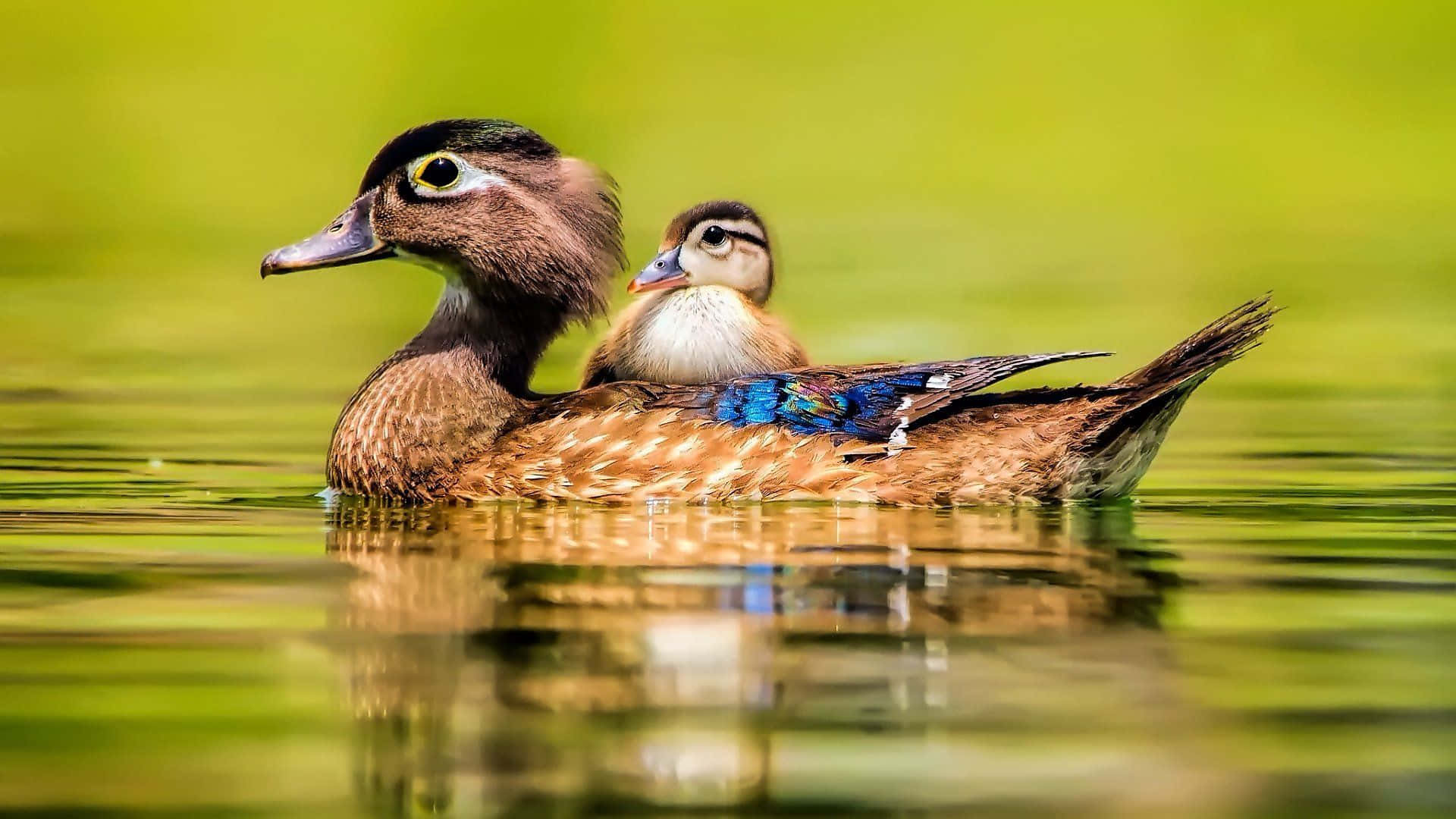 Cute Duck 桌布 壁紙 — 一隻母林鴛鴦與其小鴨在平靜的綠色水面上安詳地休息，水面反射出牠們細緻的羽毛。