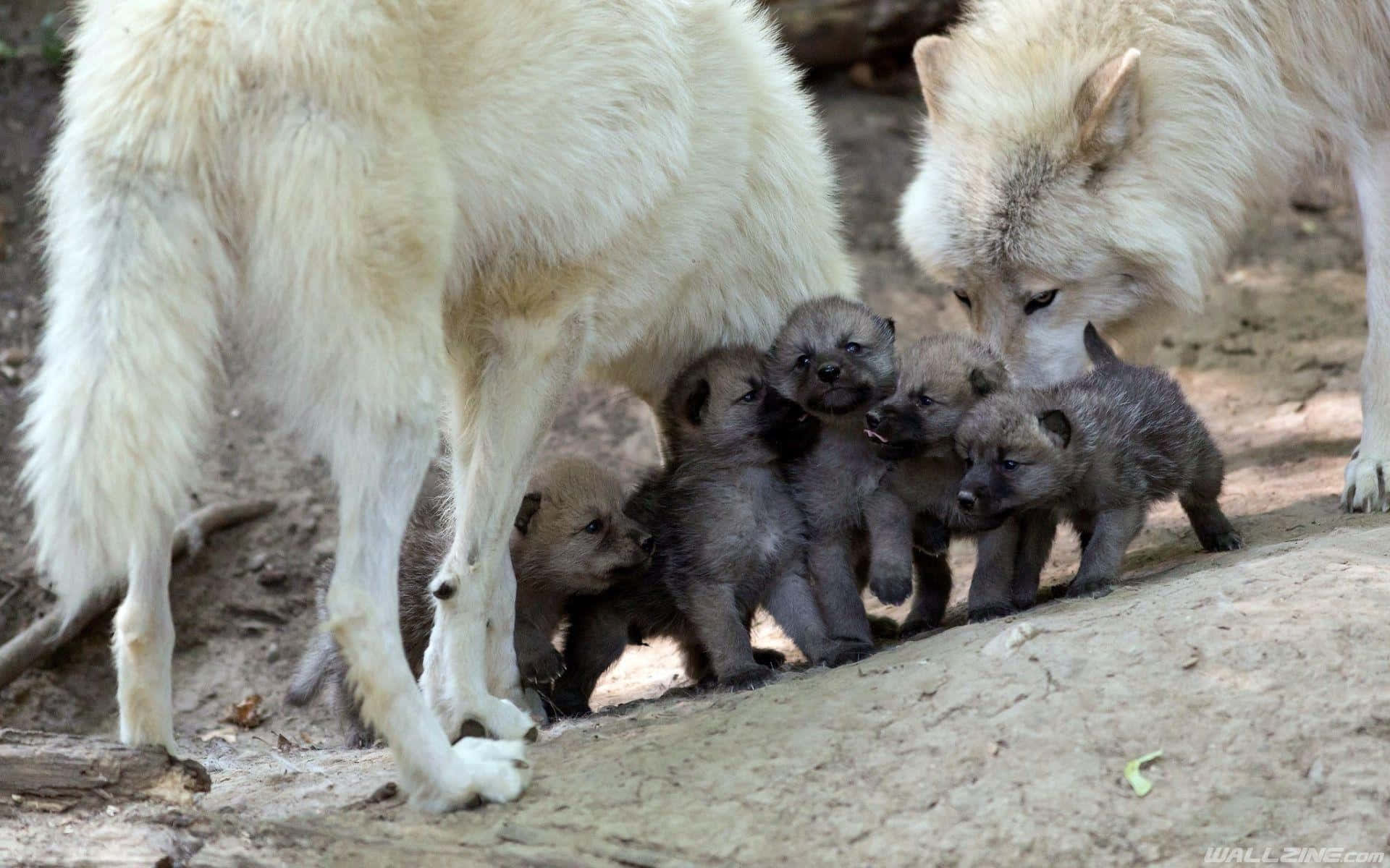 Wolf Pup 桌布 壁紙 — 一隻母狼和她的幼崽在自然林地環境中，依偎在陽光照耀的泥土斜坡上。