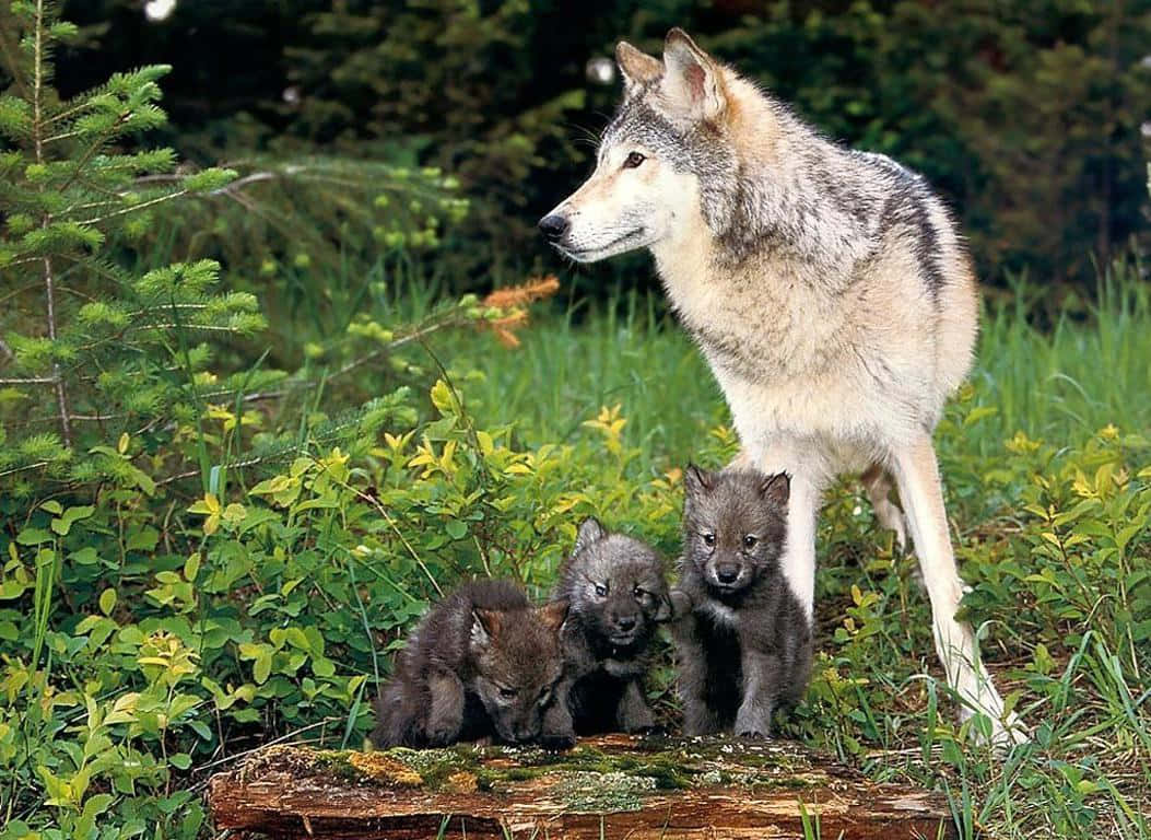 Timber Wolf 桌布 壁紙 — 一隻母狼在茂密的綠色森林空地中警覺地站在三隻好奇的幼崽旁邊。