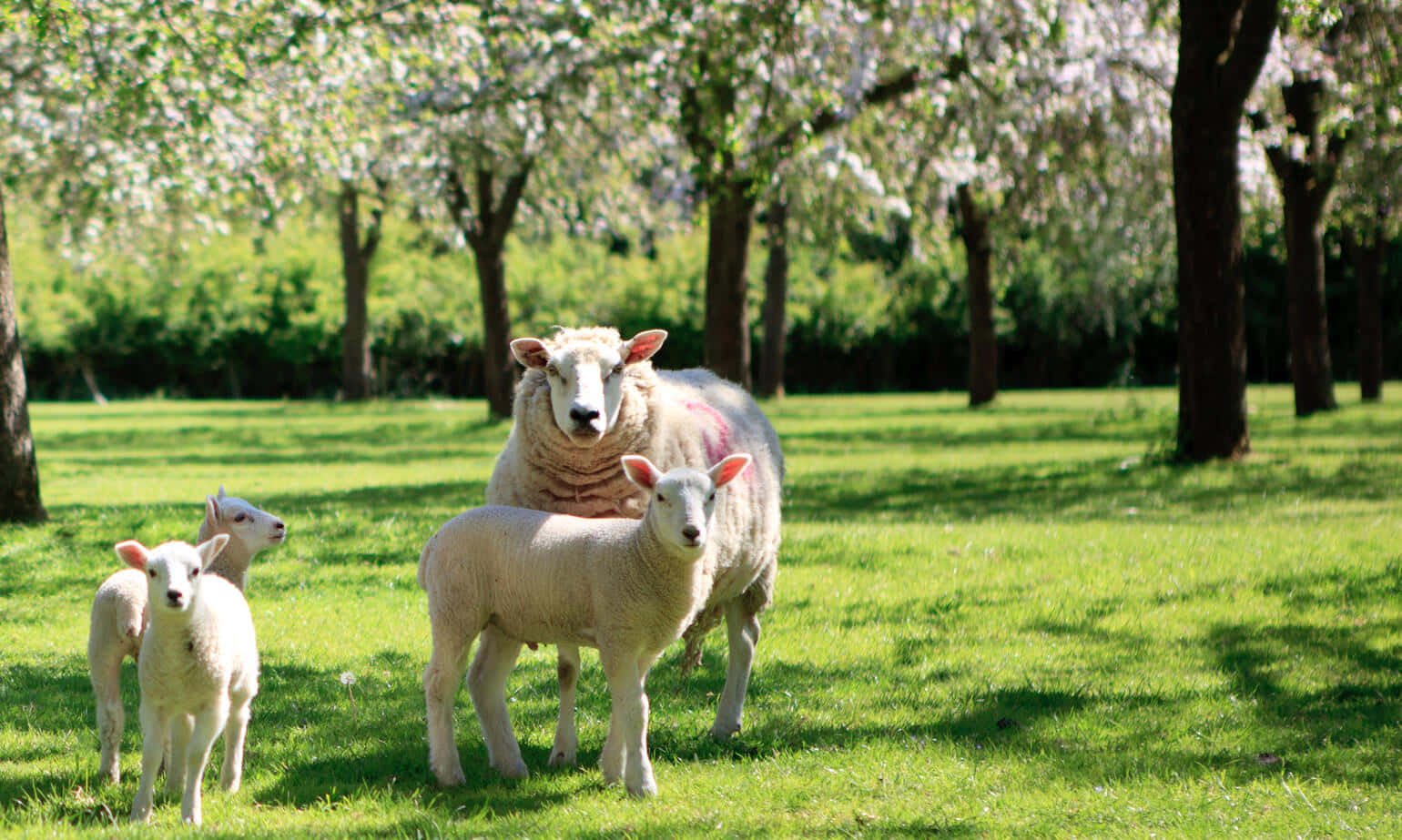 Lamb 桌布 壁紙 — 一隻母羊和她的羊羔站在陽光明媚的草地上，下方是盛開的白花樹木。