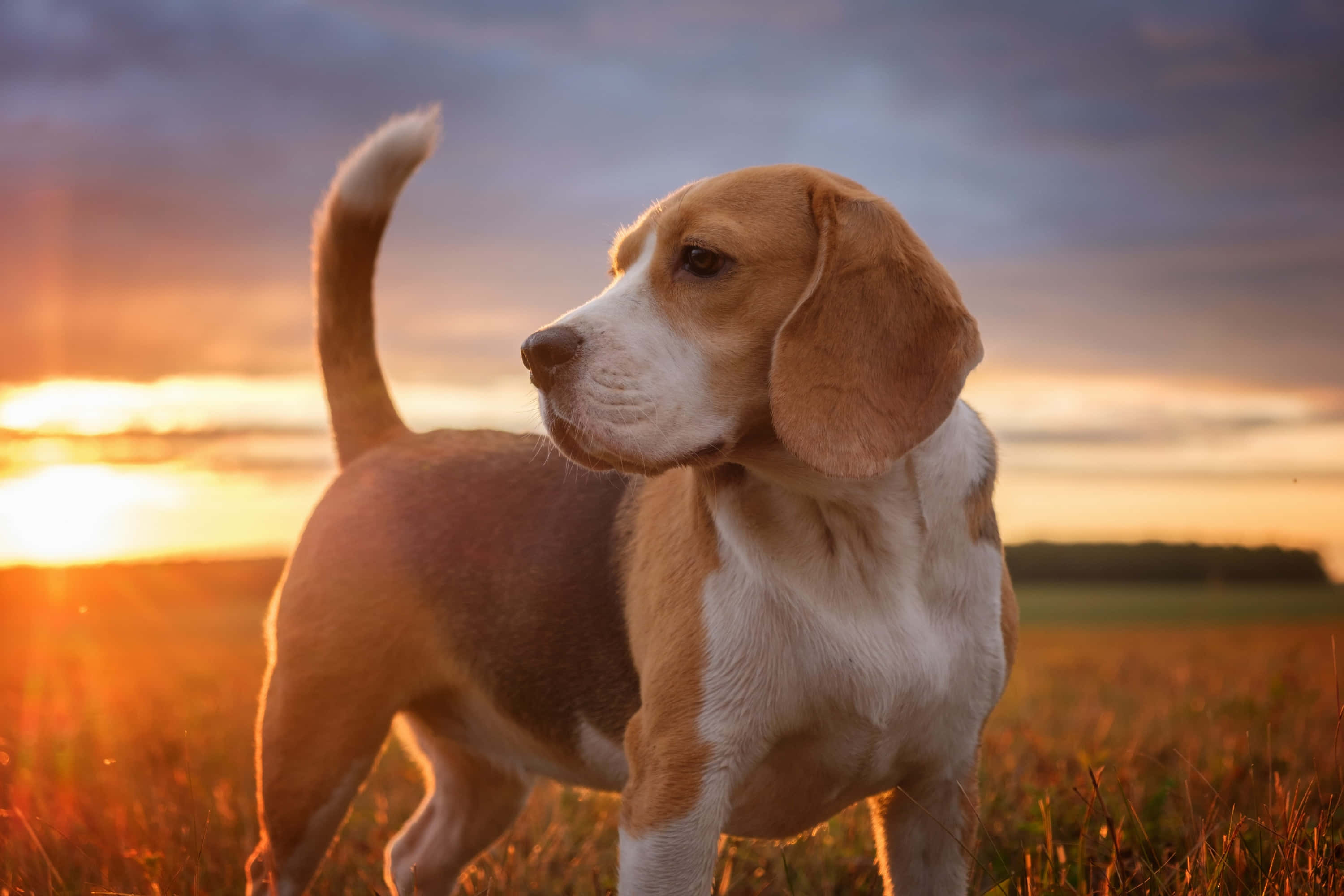 Beagle 桌布 壁紙 — 一隻比格犬幼犬在金黃色的田野中警覺地站立，夕陽在牠身後落下，將溫暖的光線灑在牠的毛髮上。