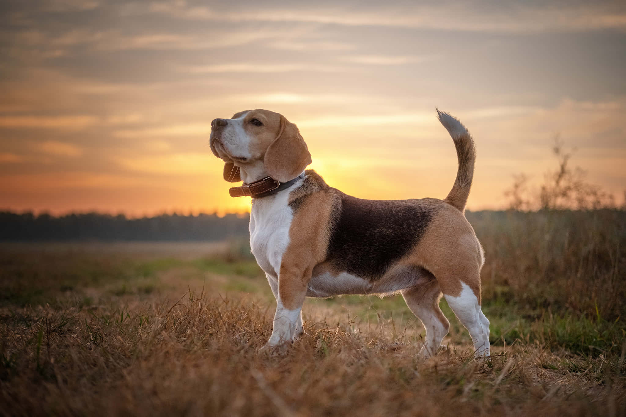 Beagle 桌布 壁紙 — 一隻比高犬在日落時分的金色田野中警覺地站立，背後是溫暖的橙色和柔和的藍色天空。