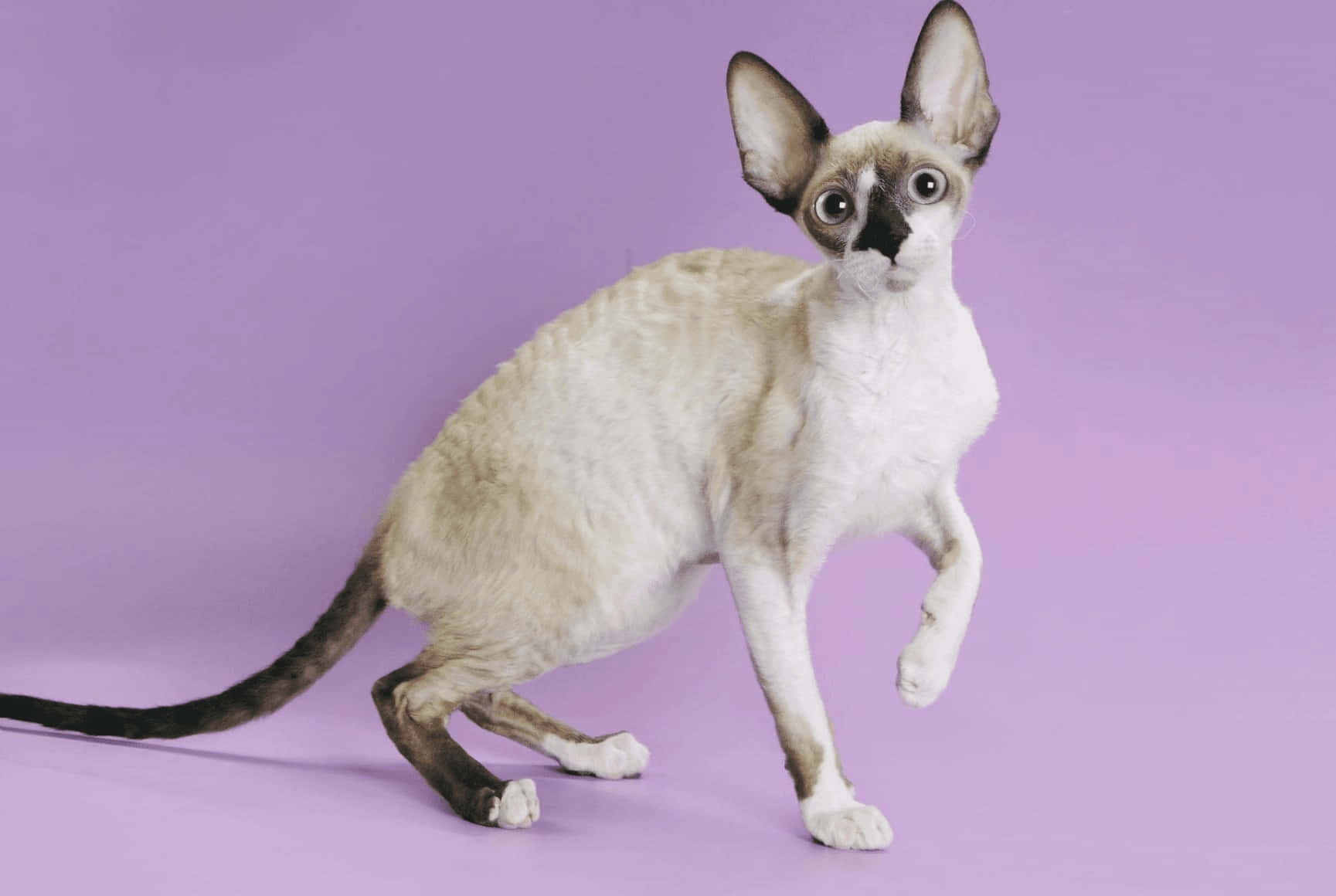 Cornish Rex 桌布 壁紙 — 一隻毛色光滑、耳朵大且皮膚有皺紋的德文帝王貓，站在純薰衣草色背景前。