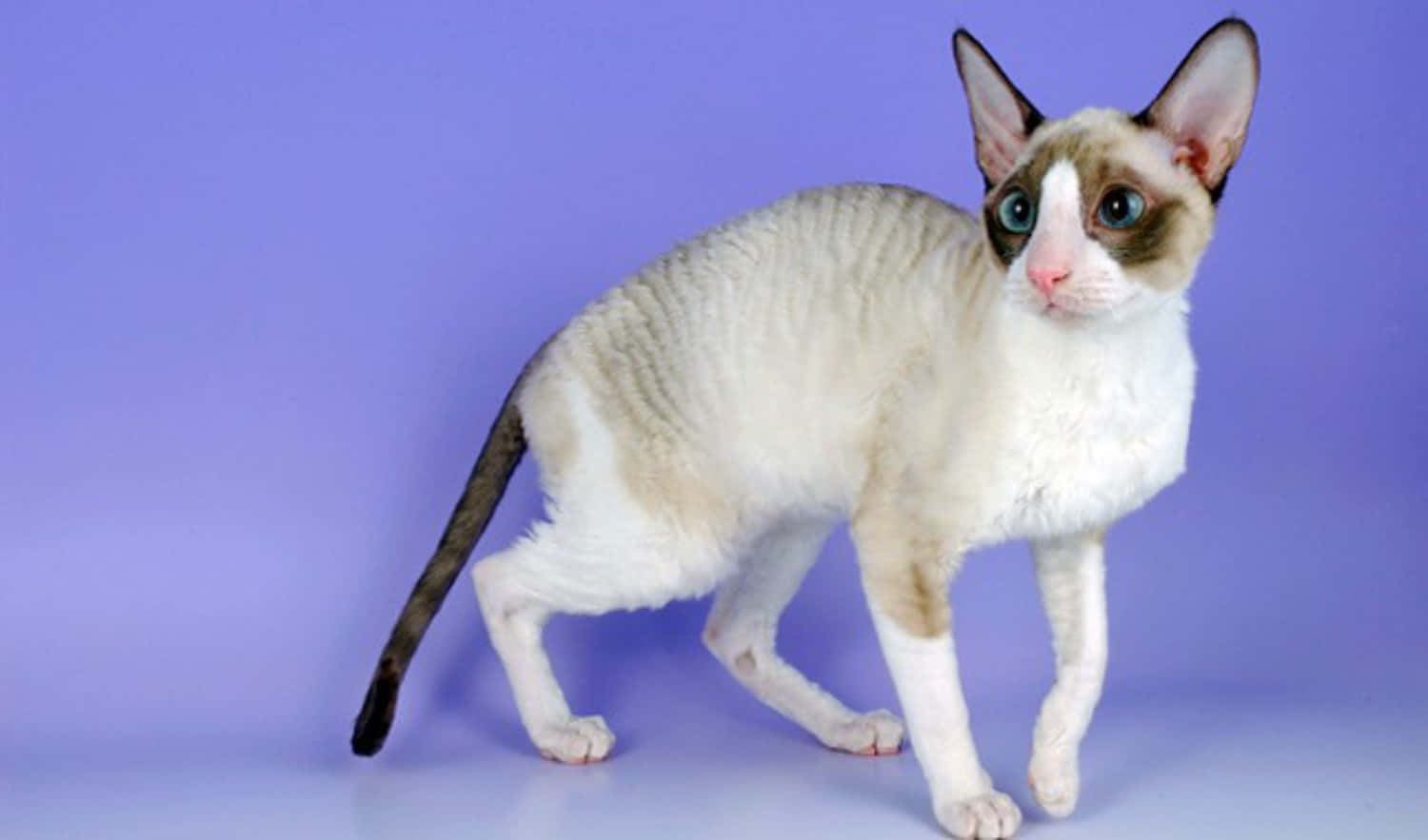 Cornish Rex 桌布 壁紙 — 一隻毛色光滑的康沃爾帝王貓，擁有引人注目的藍眼睛和奶油色毛髮，優雅地站在純薰衣草色背景前。