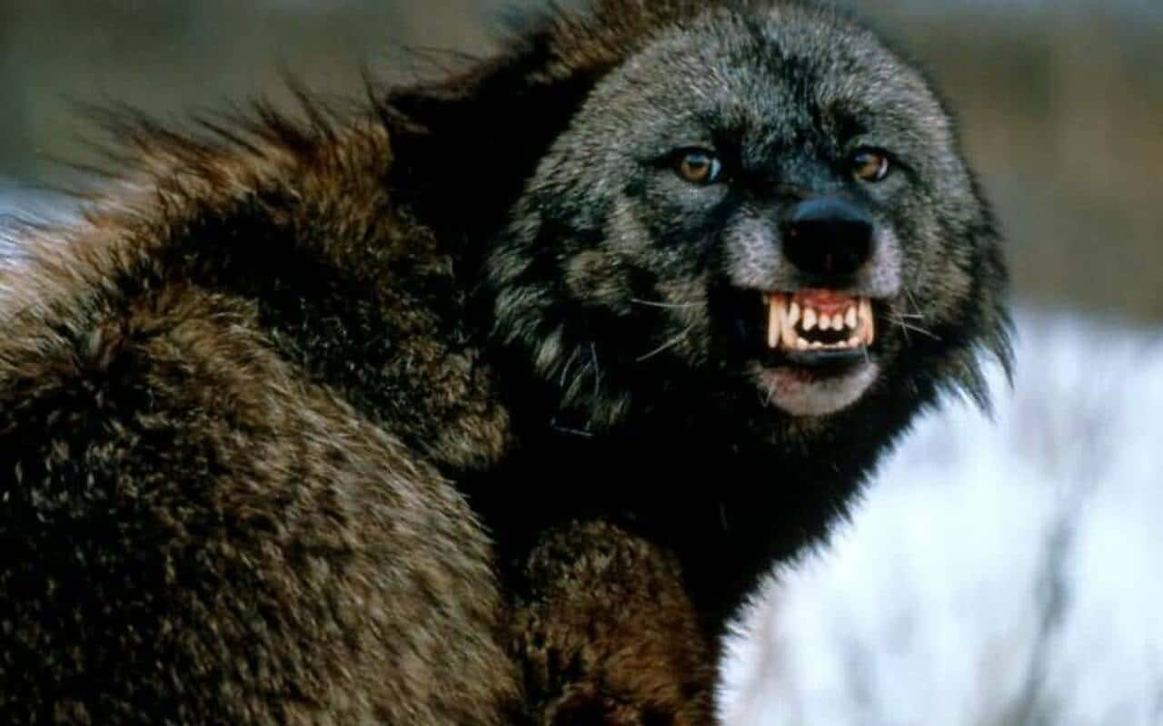 Angry Wolf 桌布 壁紙 — 一隻毛色深黑、露出利齒的兇猛狼，在雪景背景下兇狠地咆哮。