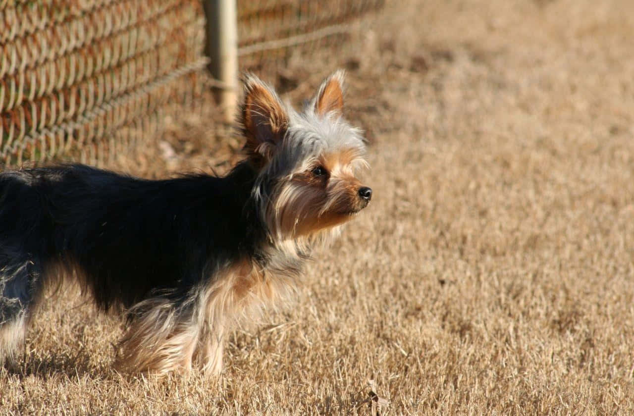yorkie 桌布 壁紙 — 一隻毛色黑褐的約克夏㹴在明亮的陽光下，警覺地站在乾草叢中，旁邊是鐵絲網圍欄。