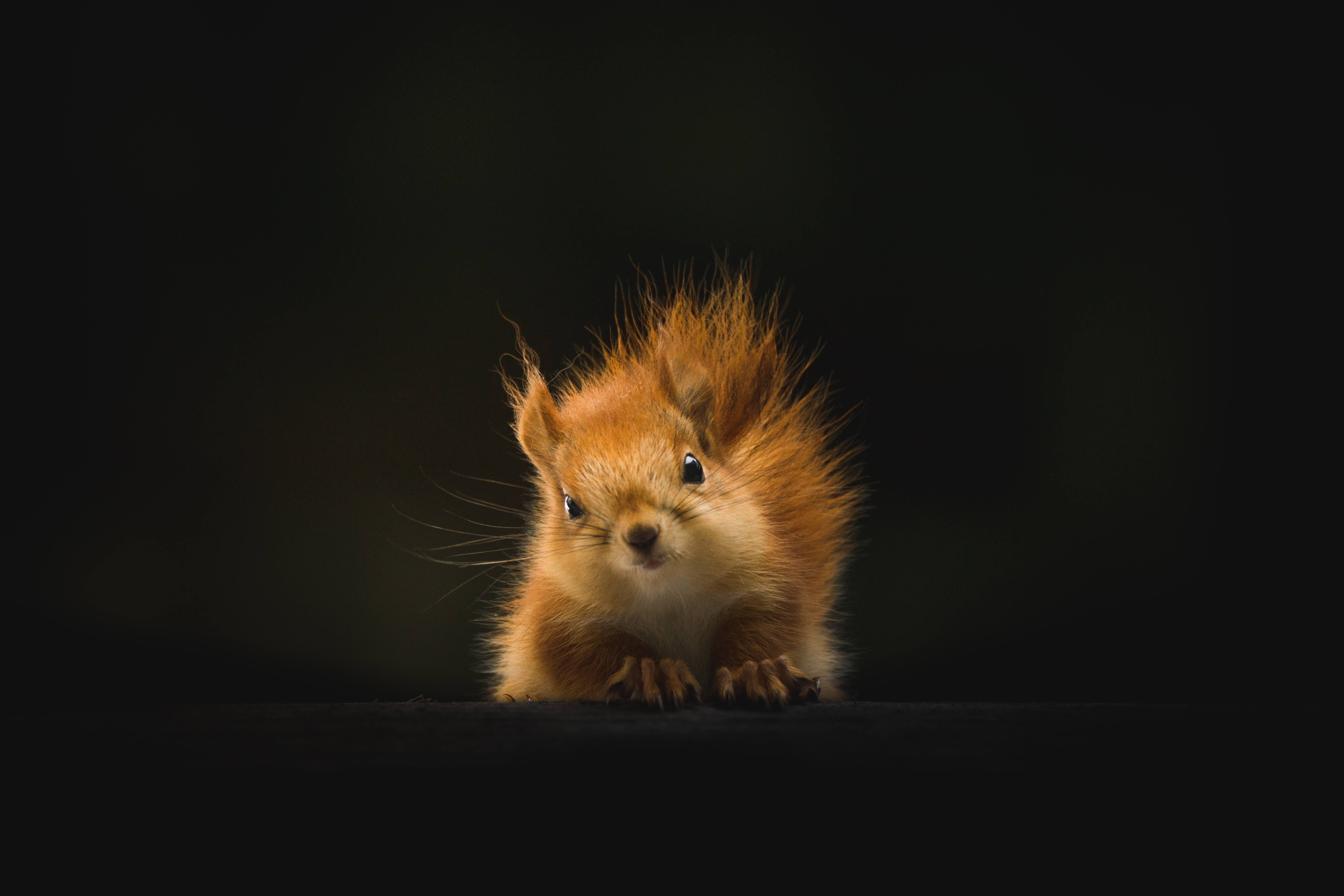 Cute Animal Brown Squirrel 壁紙 — 一隻毛茸茸、大眼睛的小紅松鼠在黑色背景的黑暗中好奇地凝視。