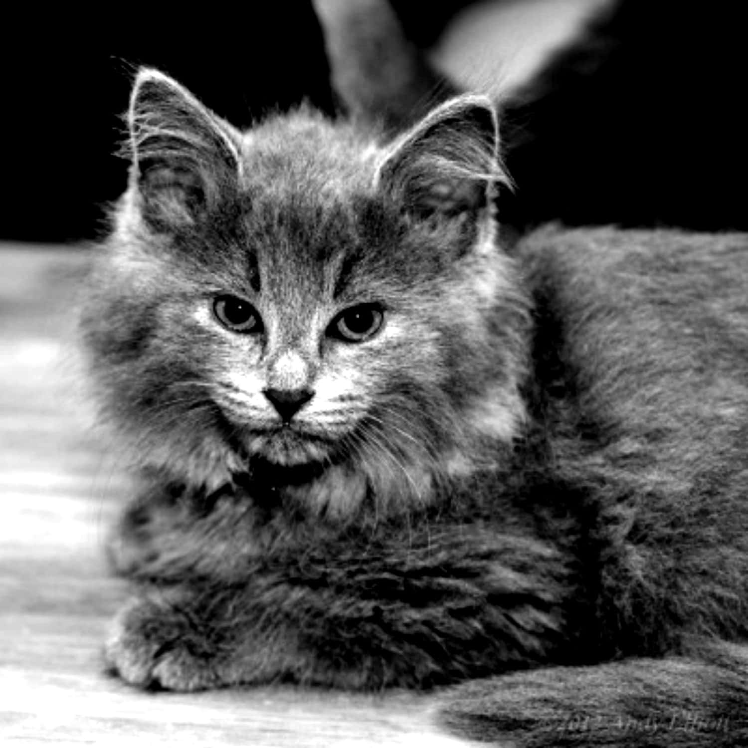 Nebelung 桌布 壁紙 — 一隻毛茸茸、大眼睛的小貓咪從黑白特寫肖像中專注地凝視。