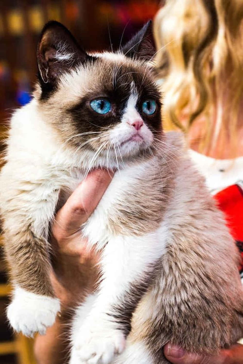 Snowshoe Cat 桌布 壁紙 — 一隻毛茸茸、脾氣暴躁的貓咪，擁有引人注目的藍色眼睛，正被輕輕抱在懷裡，背景是溫暖模糊的。