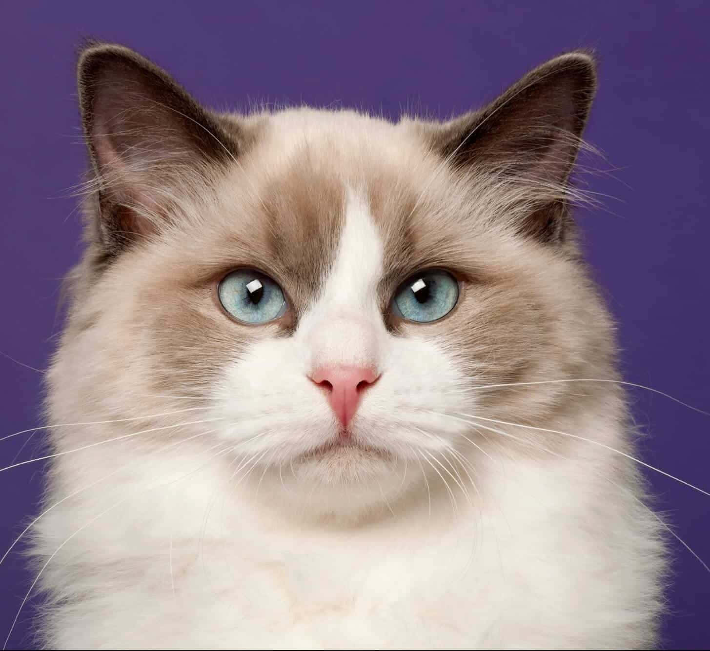 Ragdoll 桌布 壁紙 — 一隻毛茸茸嘅Ragdoll貓嘅特寫，擁有搶眼嘅藍色眼睛同白色毛髮，背景係純紫色。