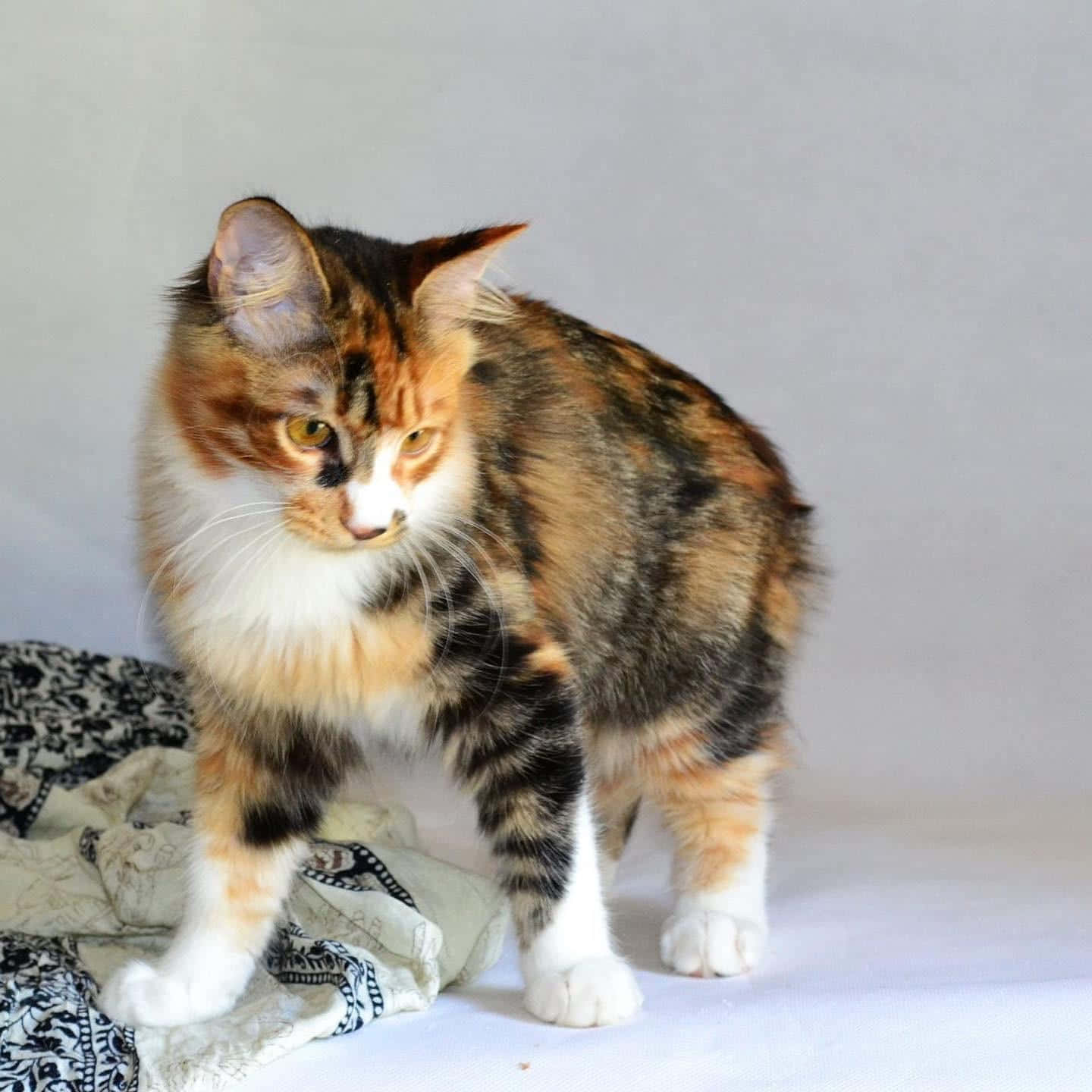 Kurilian Bobtail 桌布 壁紙 — 一隻毛茸茸嘅三色貓，有橙色、黑色同白色嘅毛，企喺有圖案嘅布上面，背景係純白色。