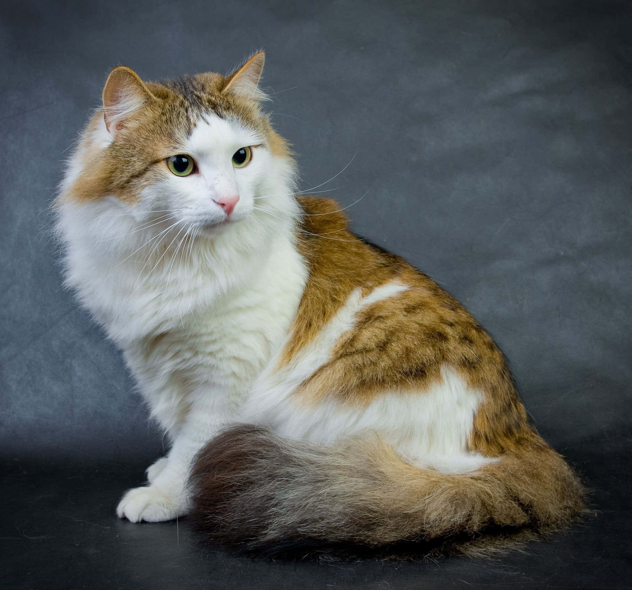 Beautiful Cats 桌布 壁紙 — 一隻毛茸茸嘅三色貓，有白色同薑黃色嘅毛，坐喺深灰色有紋理嘅背景前面。