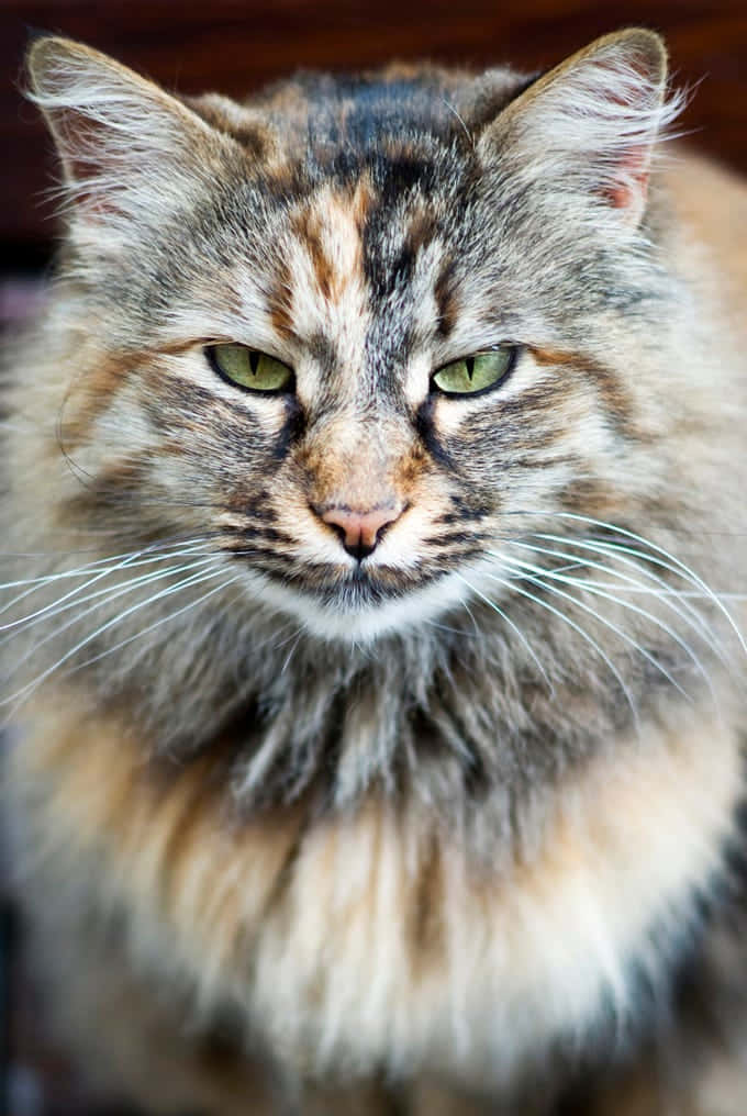 Norwegian Forest Cat 桌布 壁紙 — 一隻毛茸茸嘅三色貓，綠色眼睛，近距離凝視鏡頭。