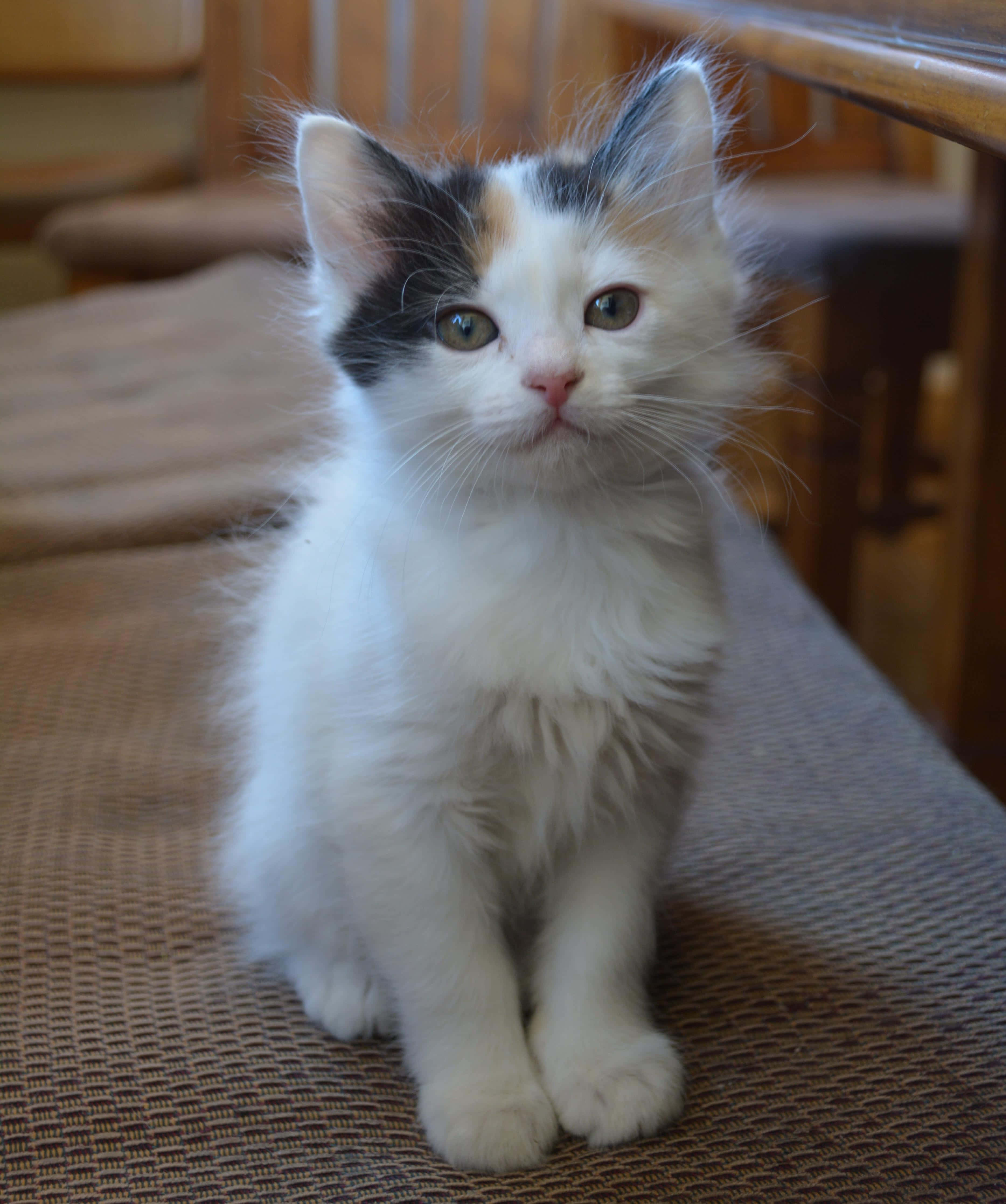 Japanese Bobtail 桌布 壁紙 — 一隻毛茸茸嘅三色貓BB，有綠色眼睛，喺室內嘅編織蓆上專注咁坐低。