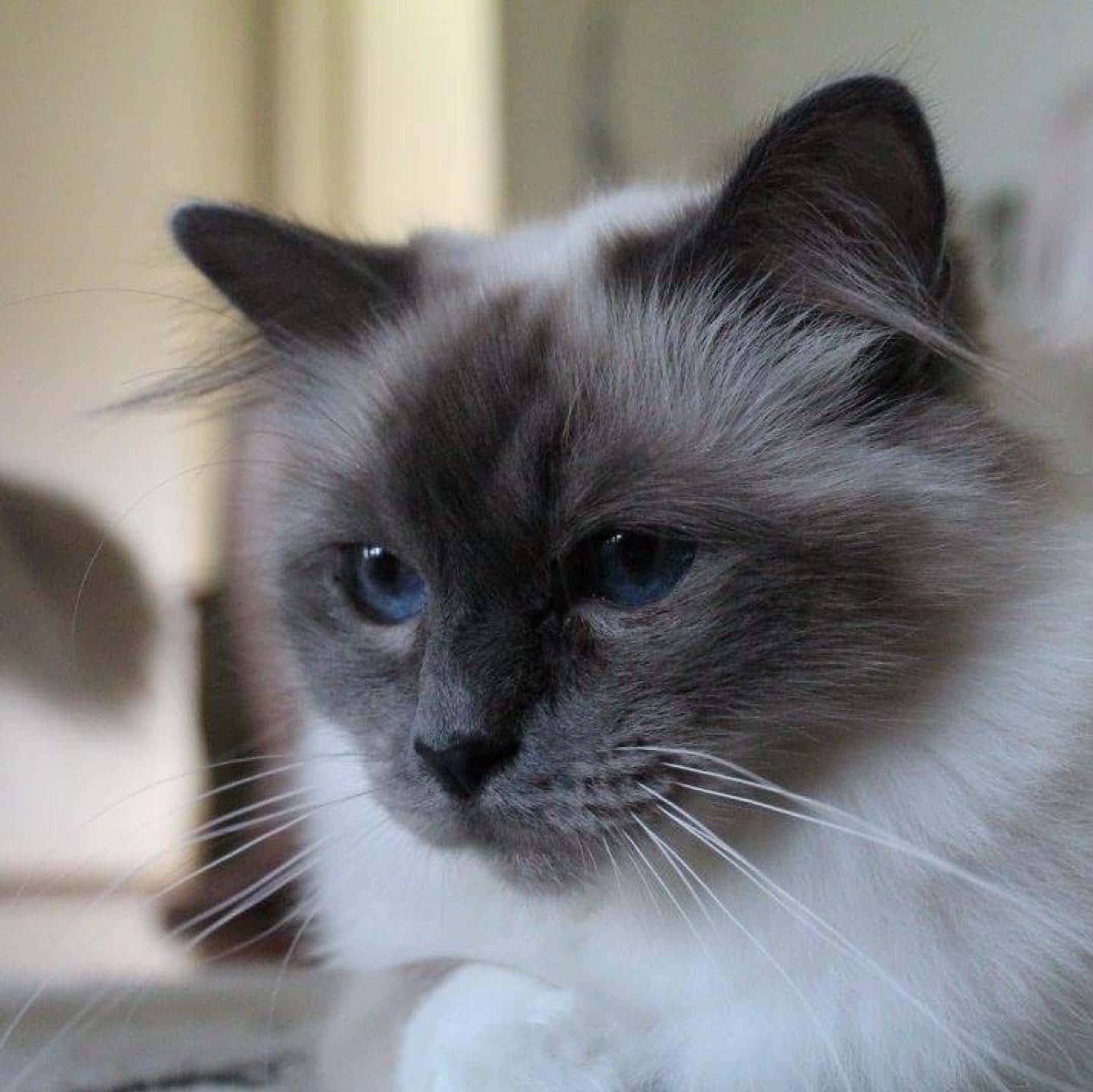 Birman 桌布 壁紙 — 一隻毛茸茸嘅伯曼貓嘅特寫，擁有搶眼嘅藍色眼睛同平靜嘅表情。