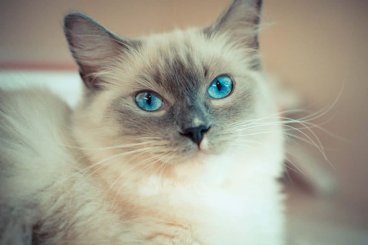 Ragdoll 桌布 壁紙 — 一隻毛茸茸嘅伯曼貓嘅特寫，擁有搶眼嘅藍色眼睛同柔軟嘅奶油色同灰色毛髮，直視鏡頭。