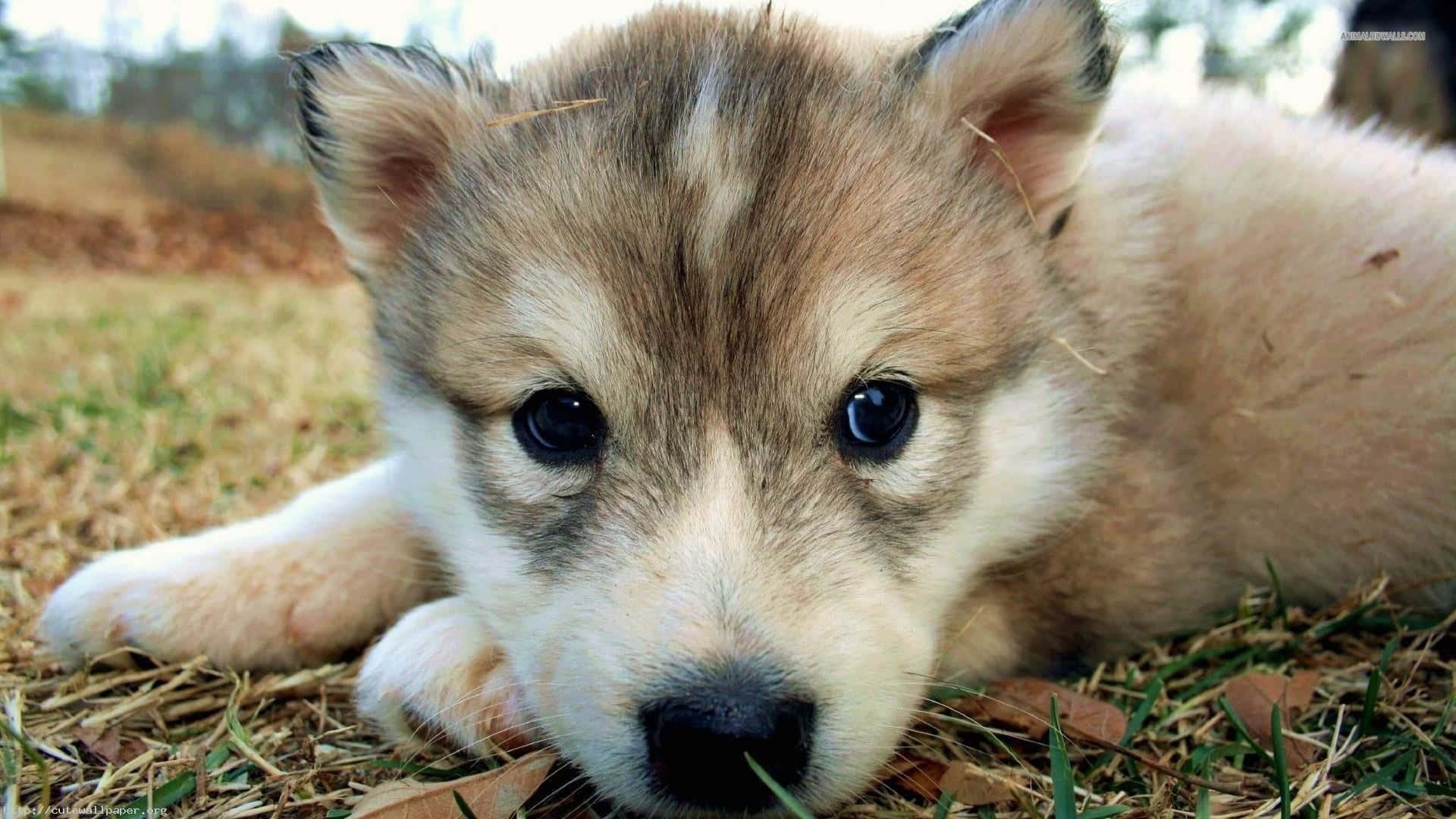Wolf Pup 桌布 壁紙 — 一隻毛茸茸嘅哈士奇BB，有大黑眼，瞓喺草地同落葉上面嘅特寫。