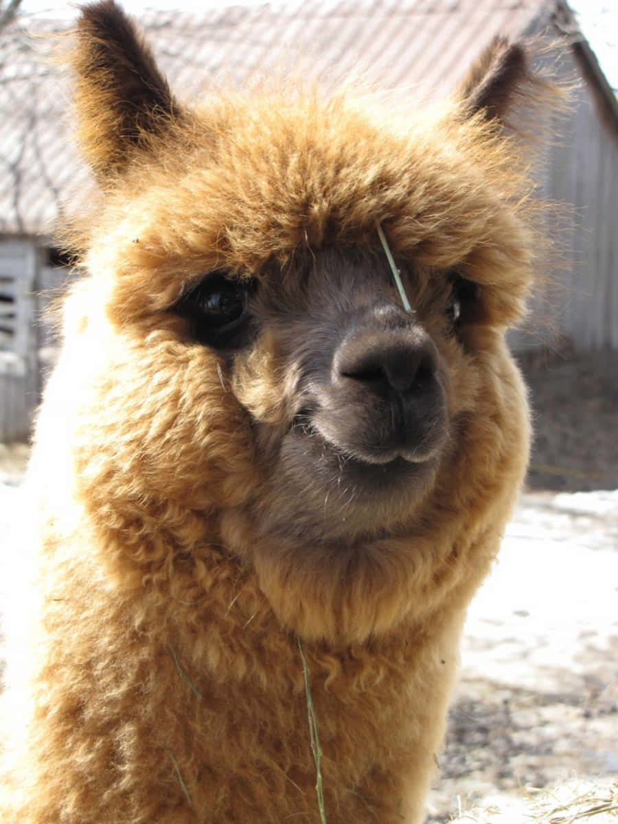 Alpaca 桌布 壁紙 — 一隻毛茸茸嘅啡色羊駝，眼中有條草葉，喺明亮陽光下平靜咁望住鏡頭嘅特寫。