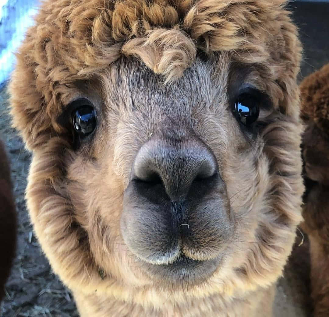Alpaca 桌布 壁紙 — 一隻毛茸茸嘅啡色羊駝近鏡，佢對大黑眼直視鏡頭。