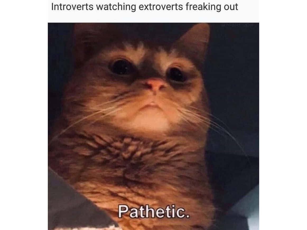 Pet Memes 桌布 壁紙 — 一隻毛茸茸嘅啡色貓咪，喺溫暖燈光下睜大雙眼，露出得意洋洋嘅表情嘅特寫。